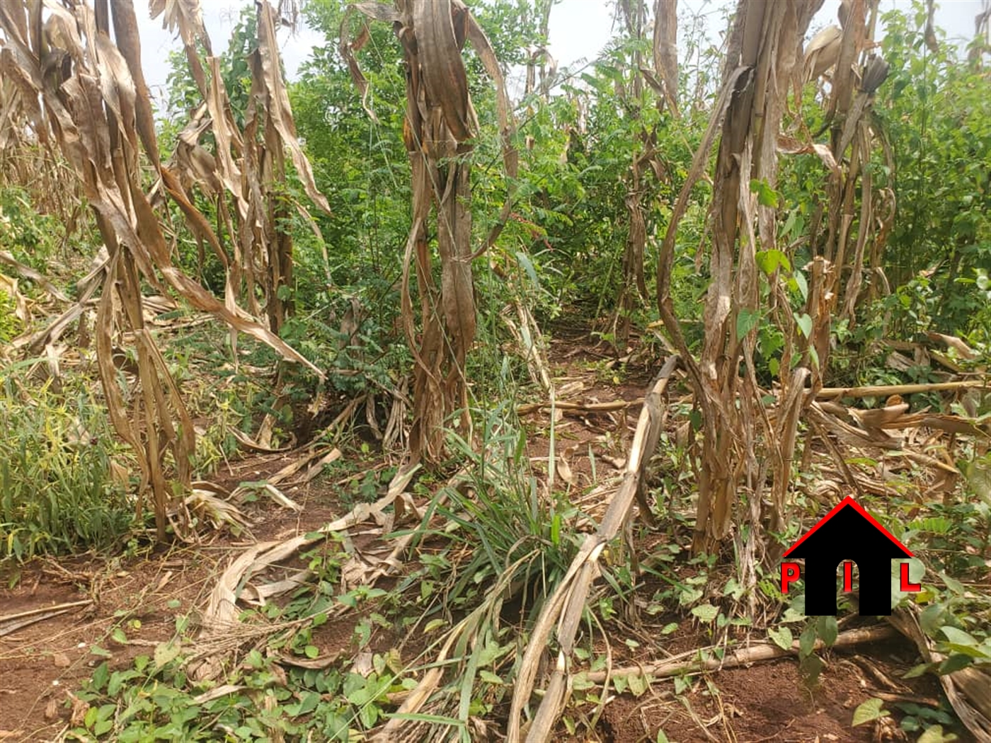 Agricultural Land for sale in Bamugolodde Luweero