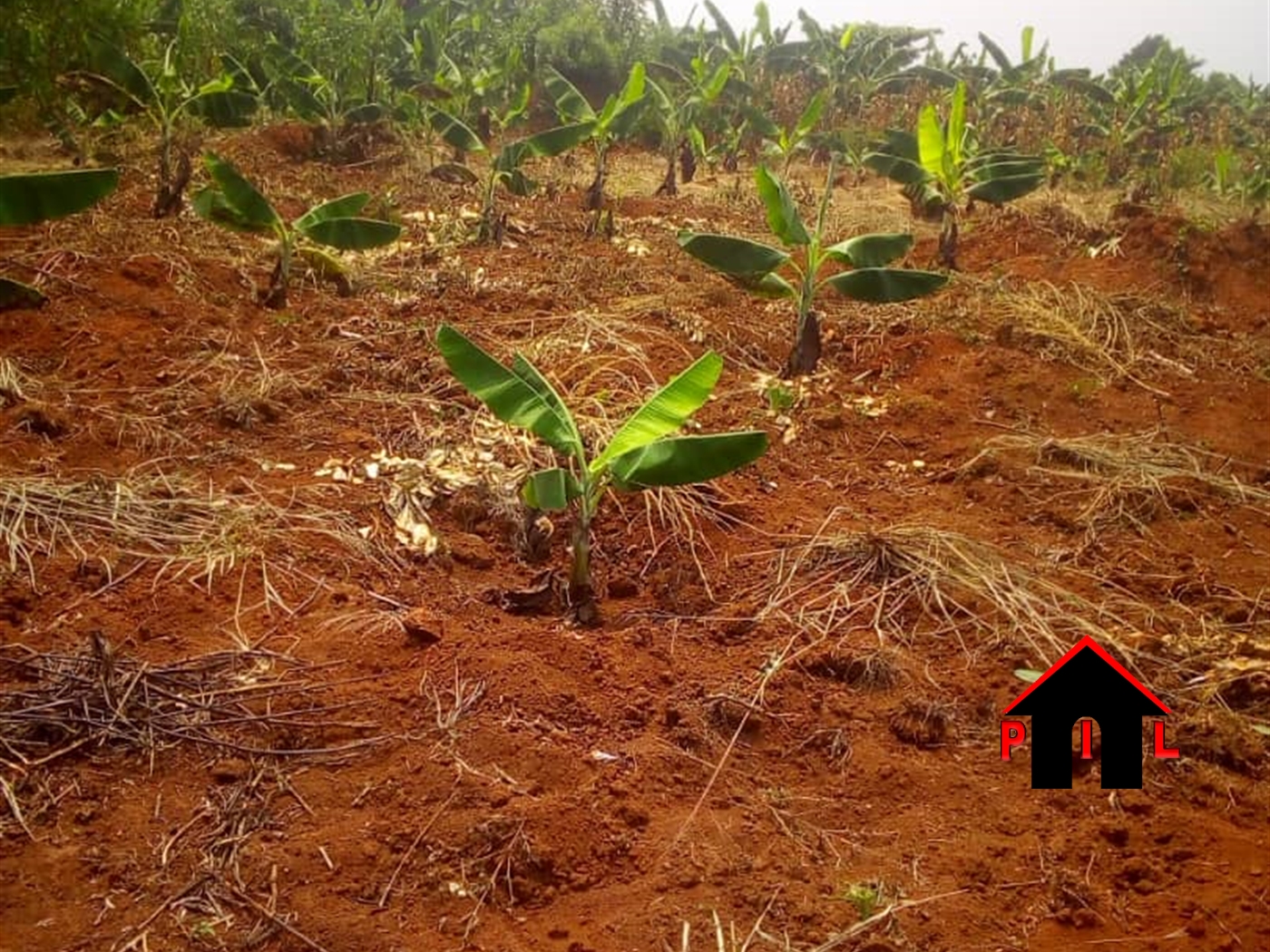 Commercial Land for sale in Wabutunguulu Luweero