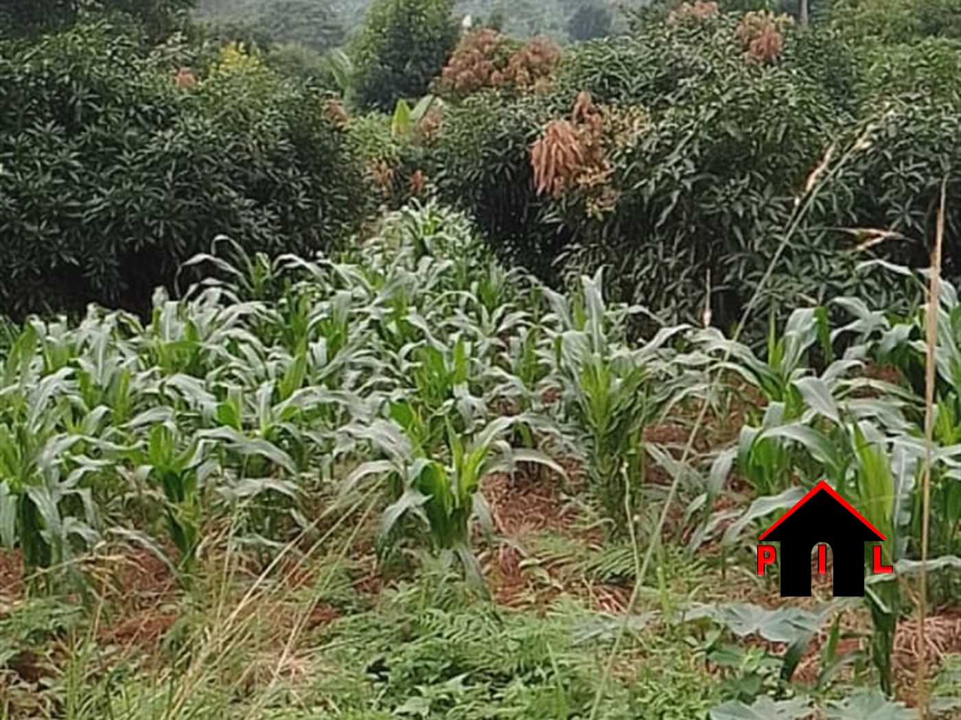 Residential Land for sale in Gayaza Wakiso