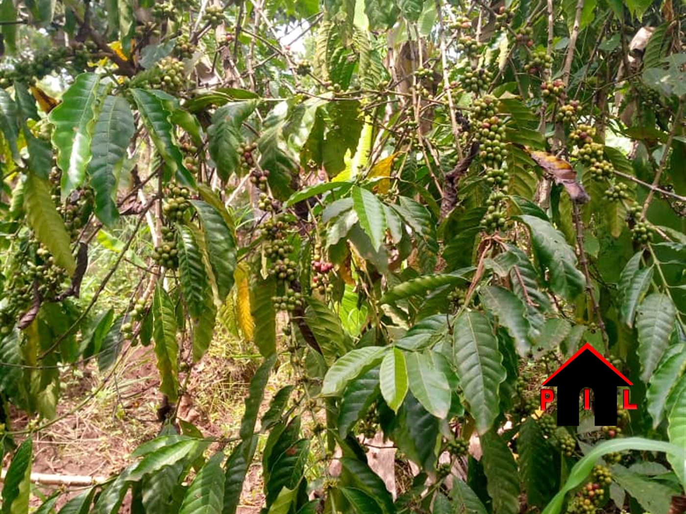 Residential Land for sale in Kikonge Mityana