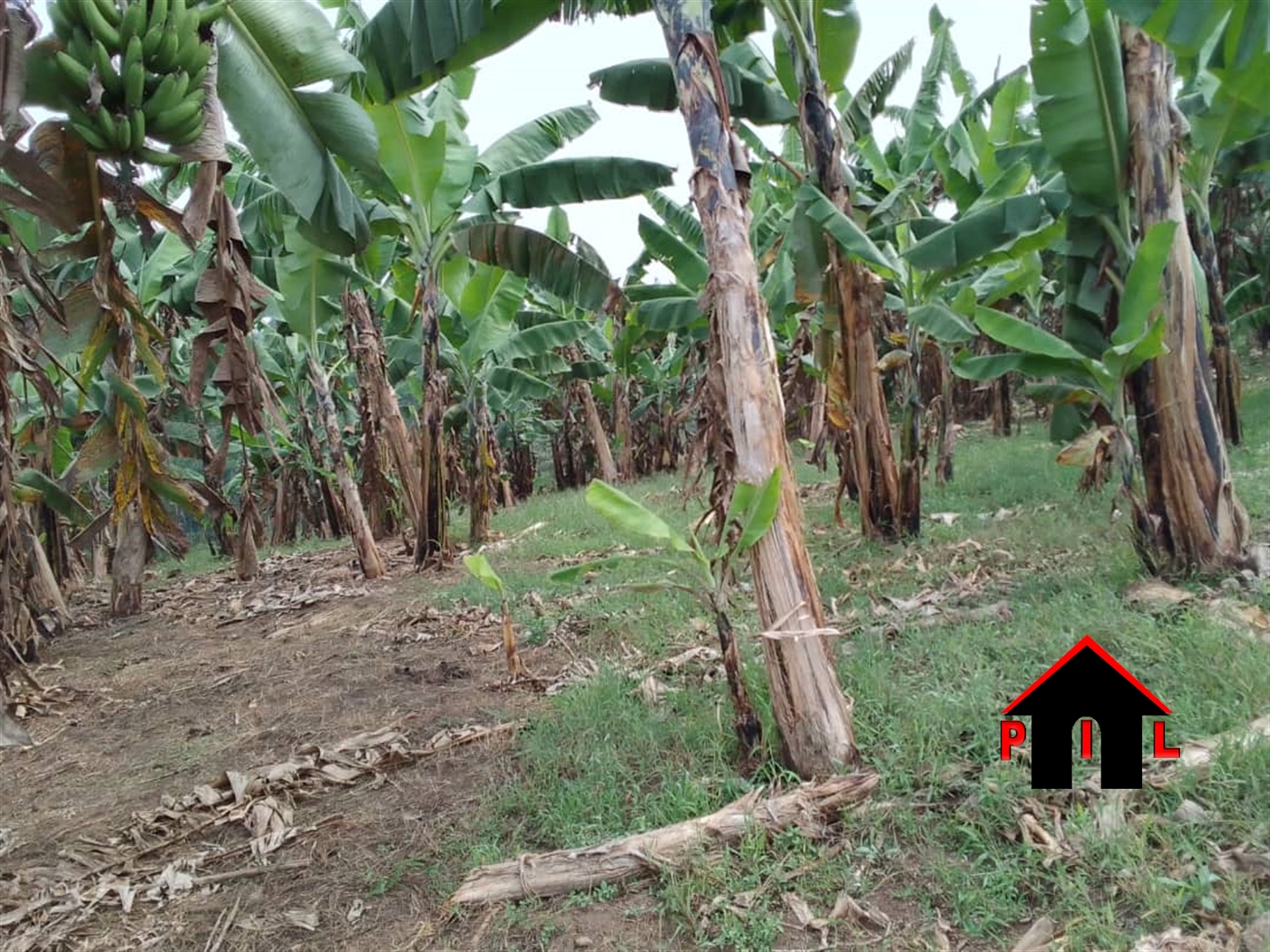 Commercial Land for sale in Kikyuusa Luweero