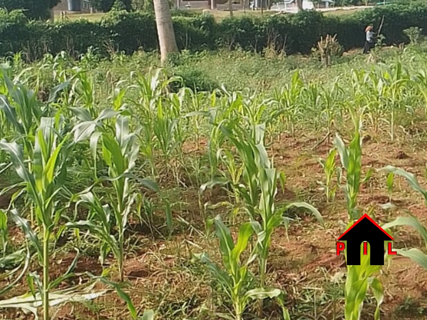 Commercial Land for sale in Kikyuusa Luweero