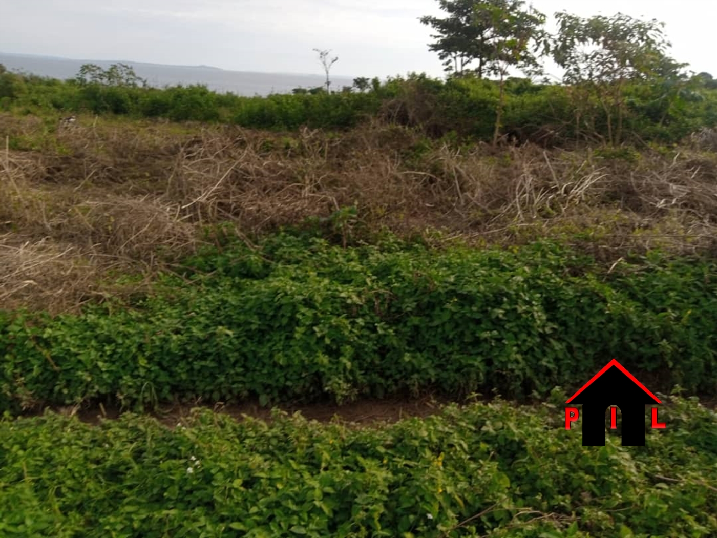 Farm for sale in Kizilu Mukono