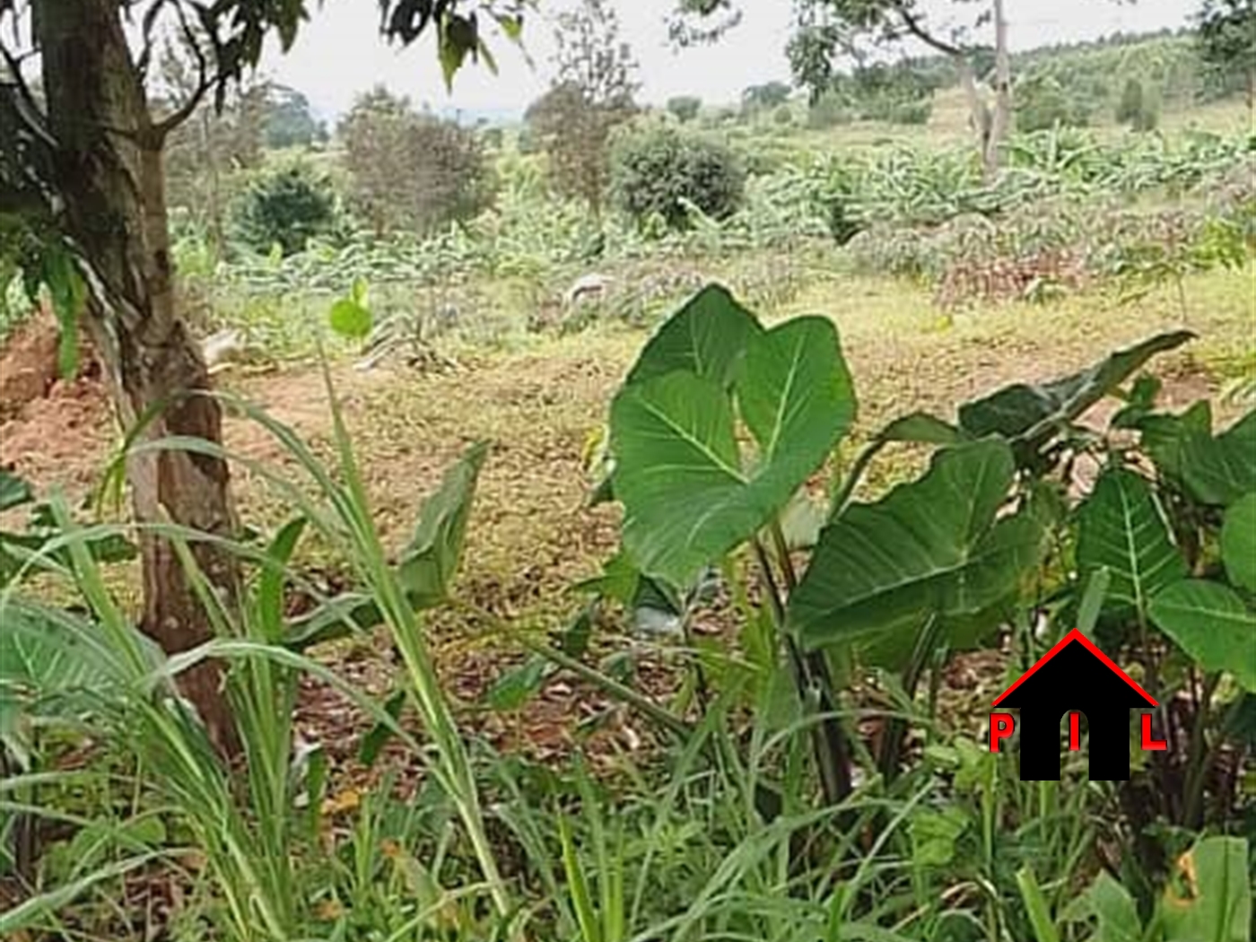 Farm for sale in Kasanjje Wakiso