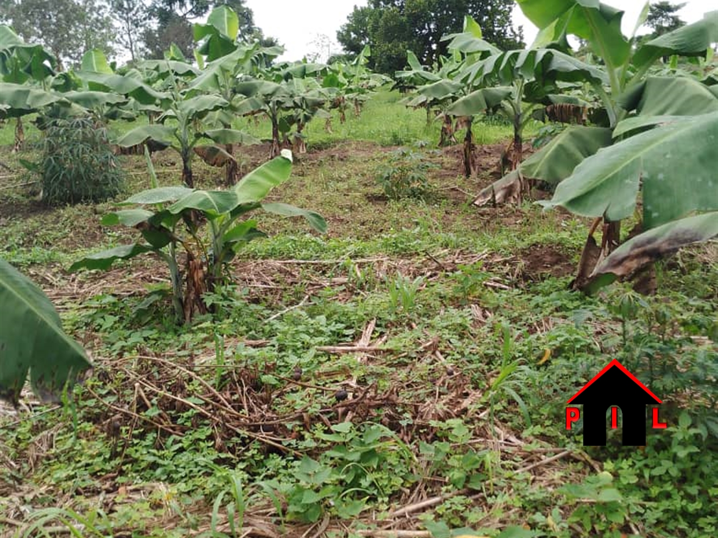 Farm for sale in Kasanjje Wakiso