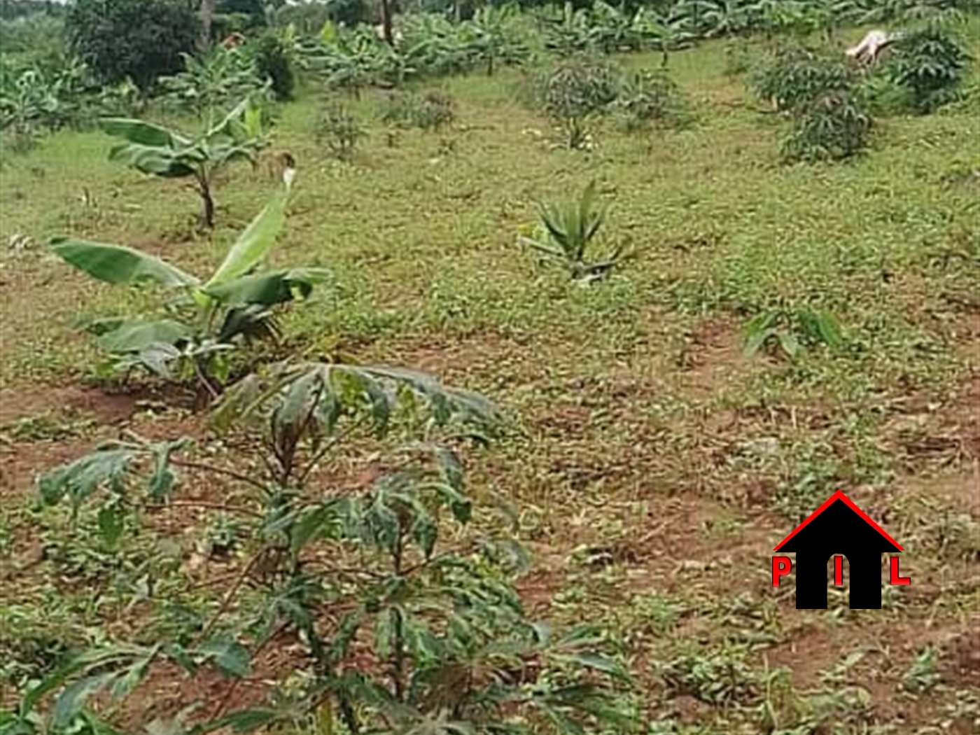 Farm for sale in Kasanjje Wakiso