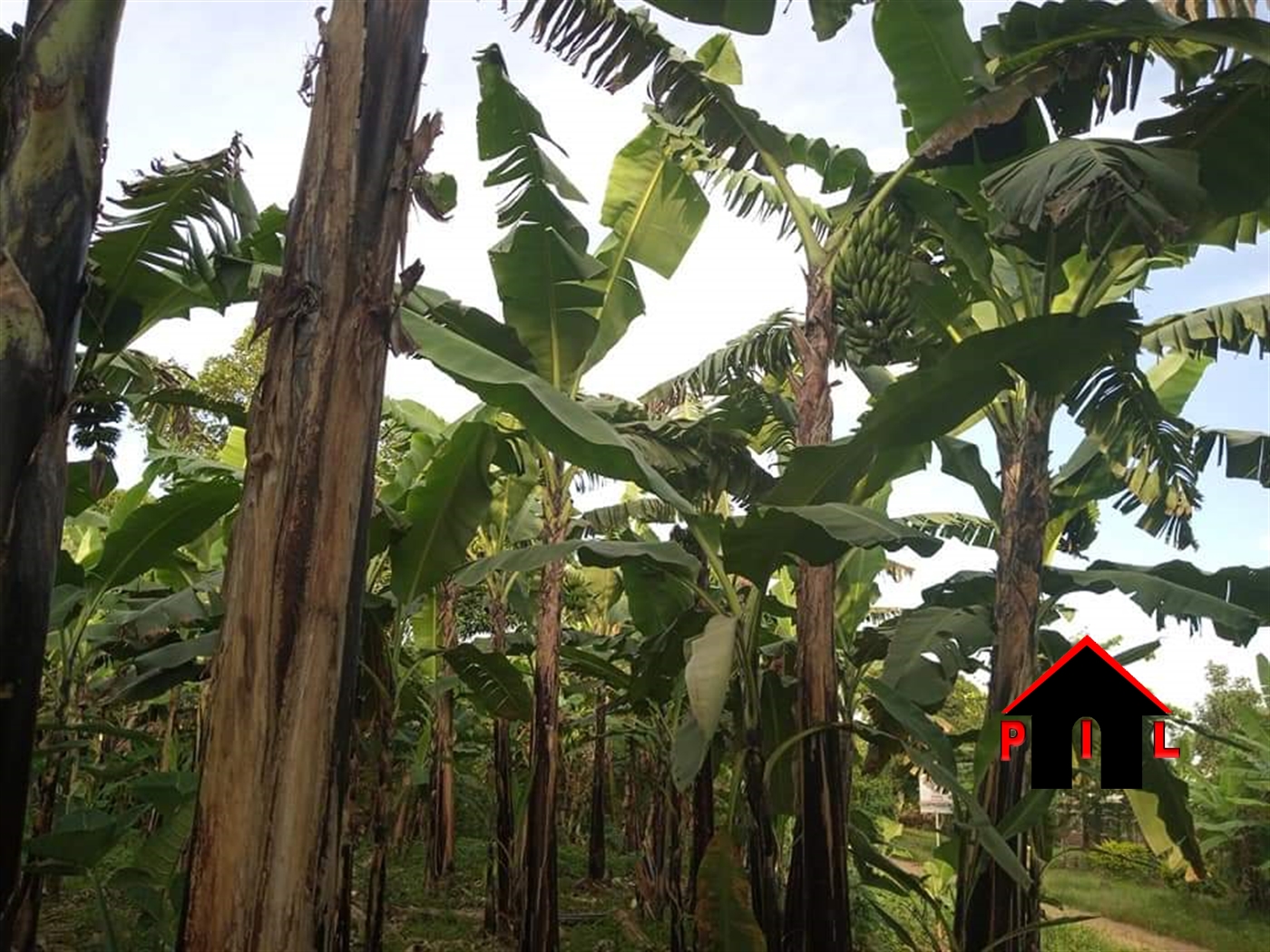 Residential Land for sale in Mbugu Kisoro