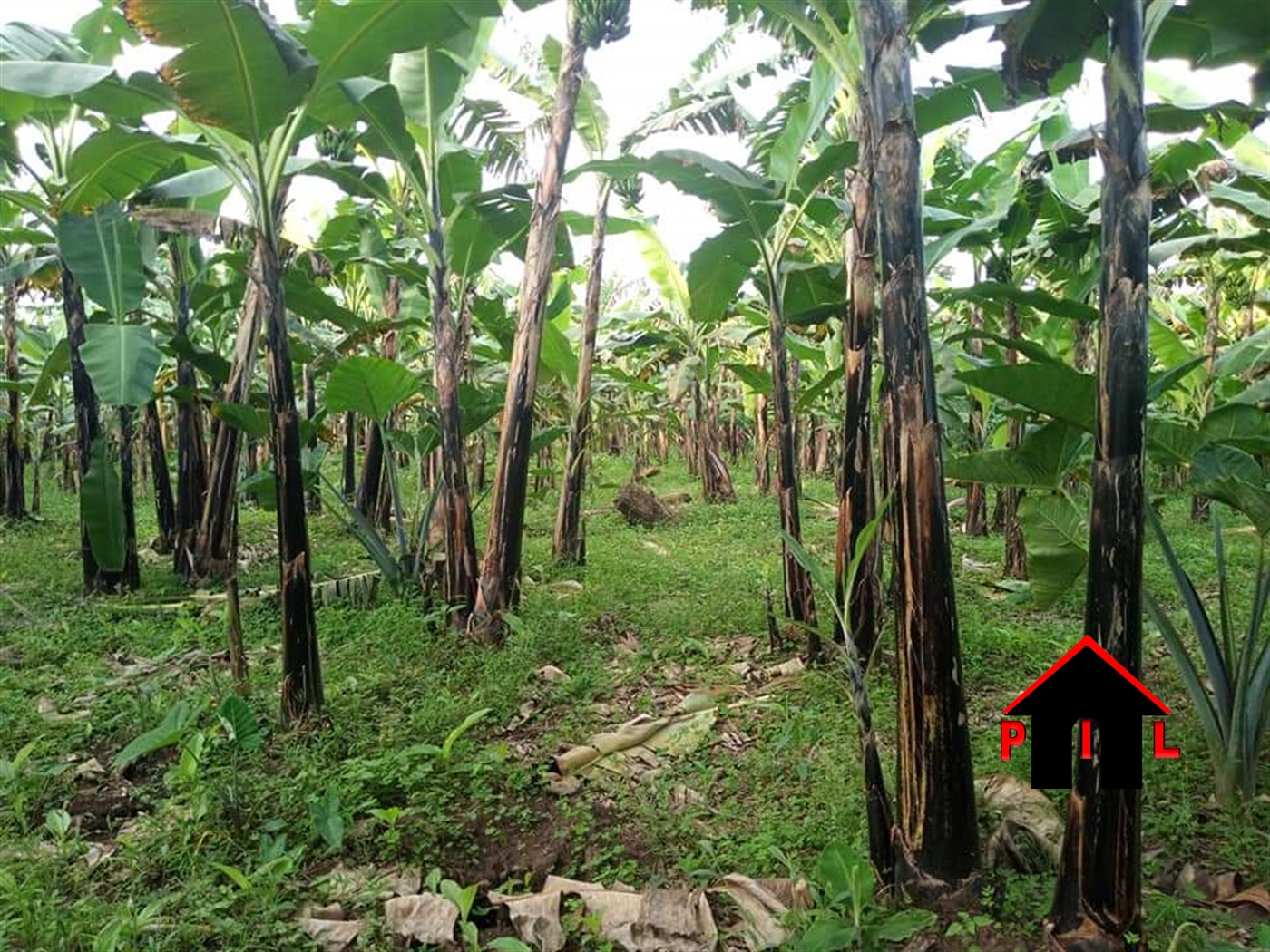 Residential Land for sale in Mbugu Kisoro