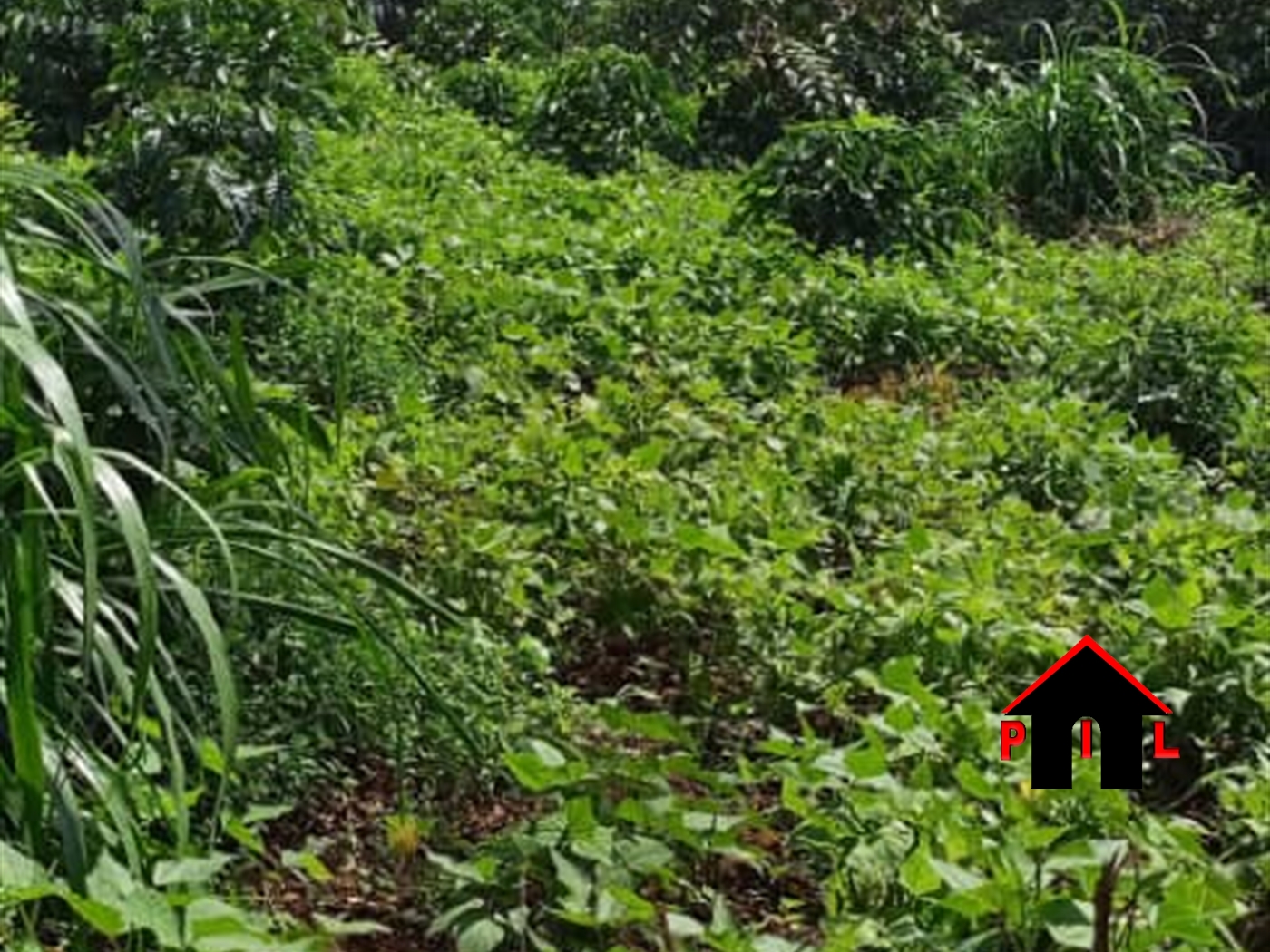 Residential Land for sale in Kalunggu Kalungu