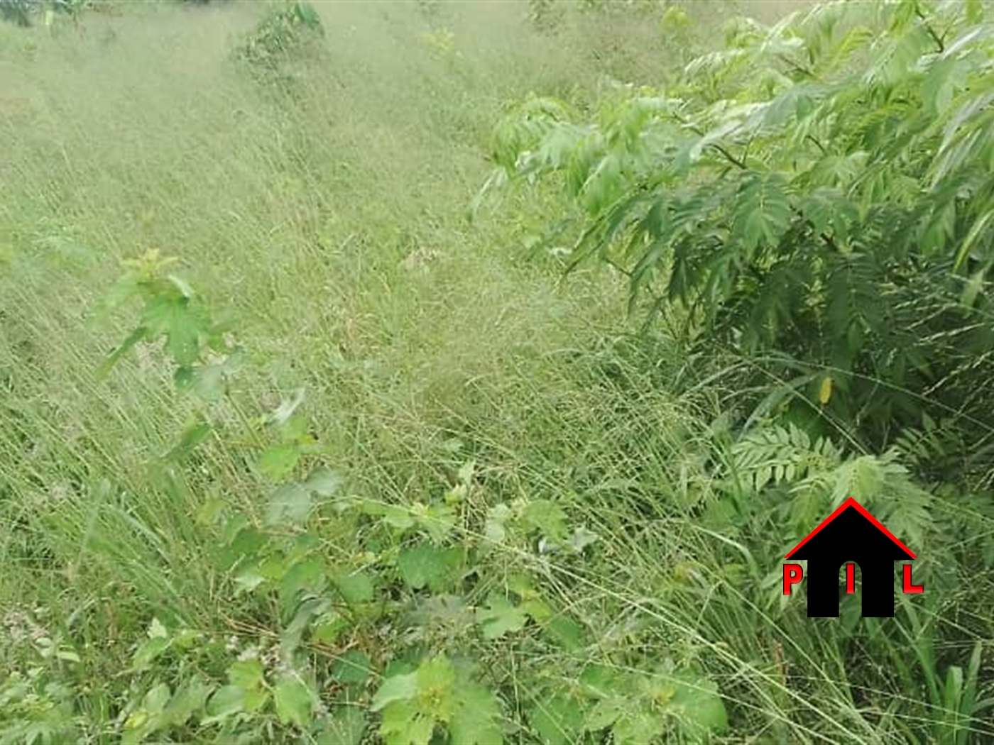 Agricultural Land for sale in Kikyuusa Luweero