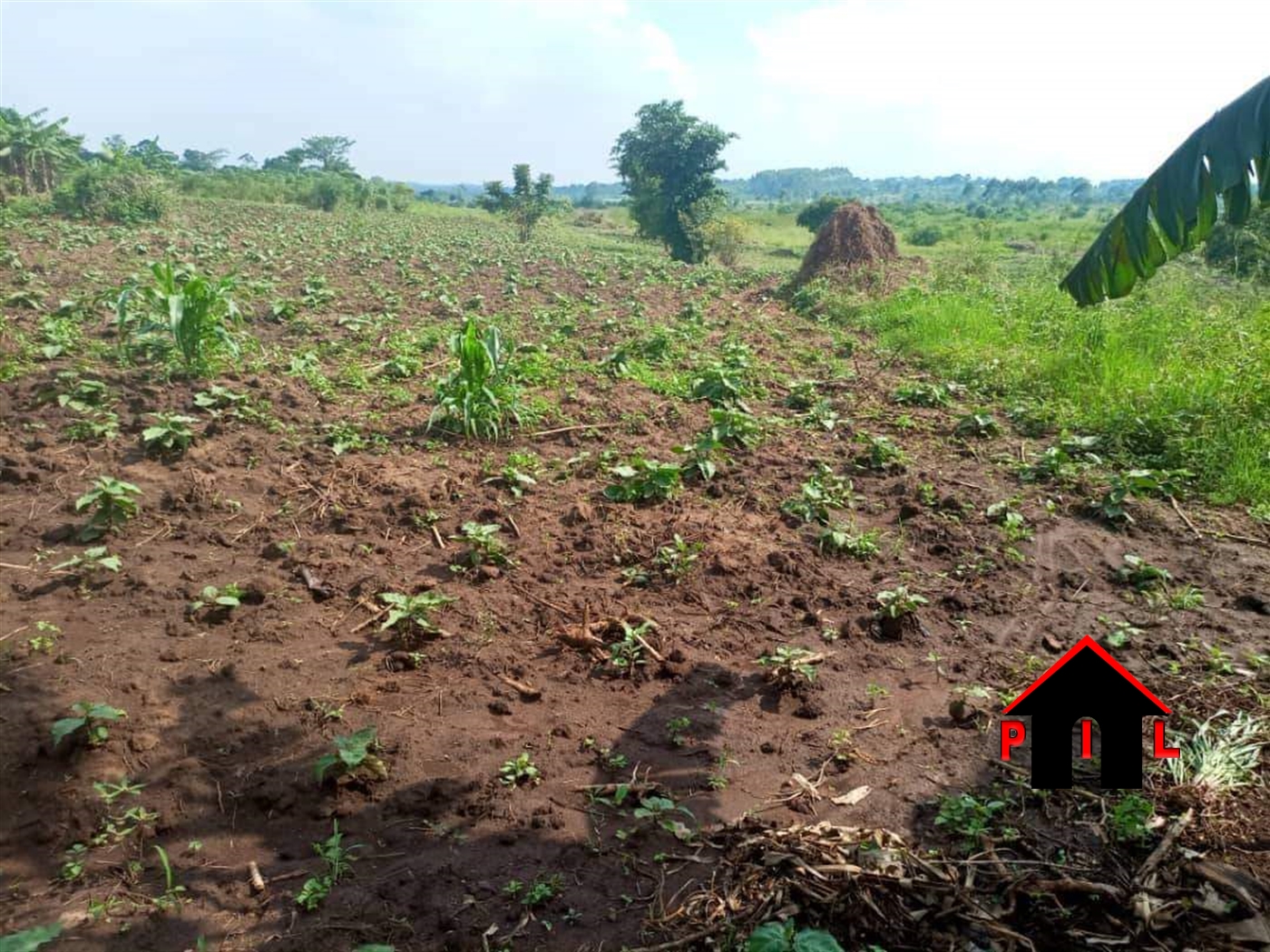 Agricultural Land for sale in Zirobwee Luweero