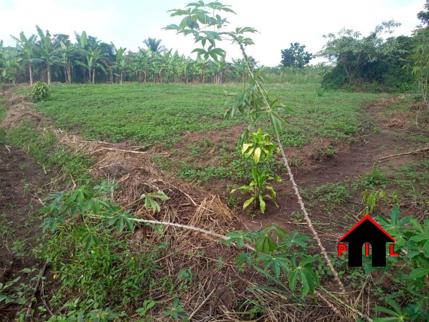 Agricultural Land for sale in Zirobwee Luweero