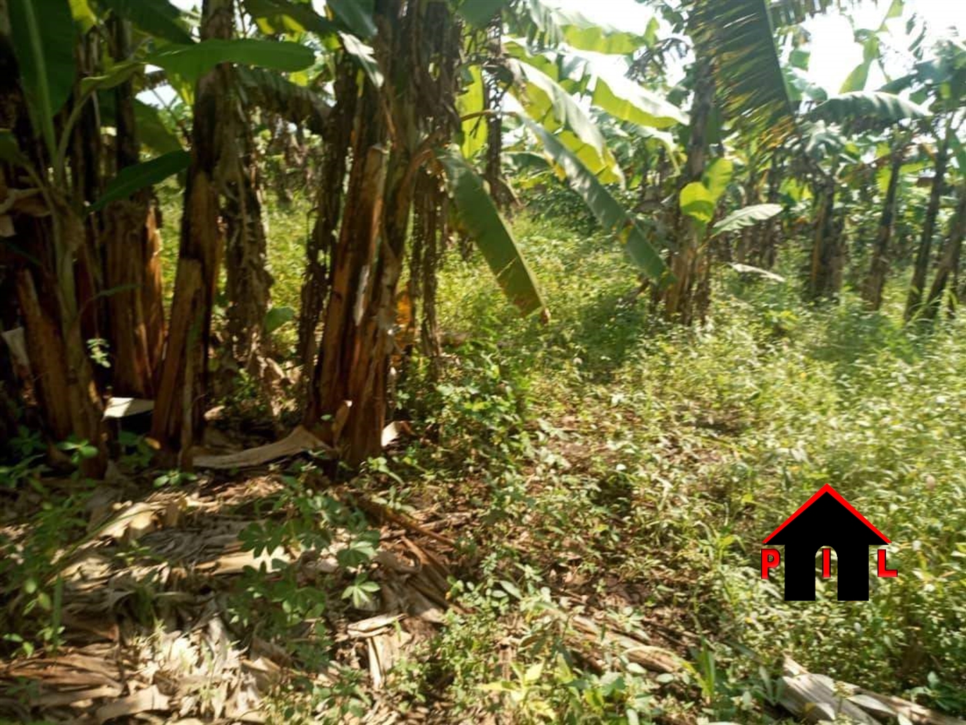 Agricultural Land for sale in Zirobwee Luweero