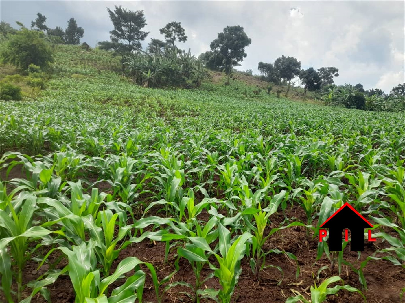 Agricultural Land for sale in Nakasekee Nakaseke