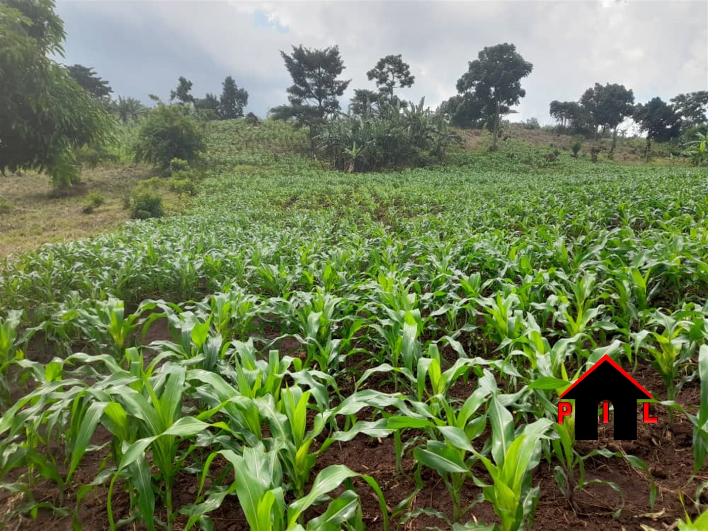 Agricultural Land for sale in Nakasekee Nakaseke