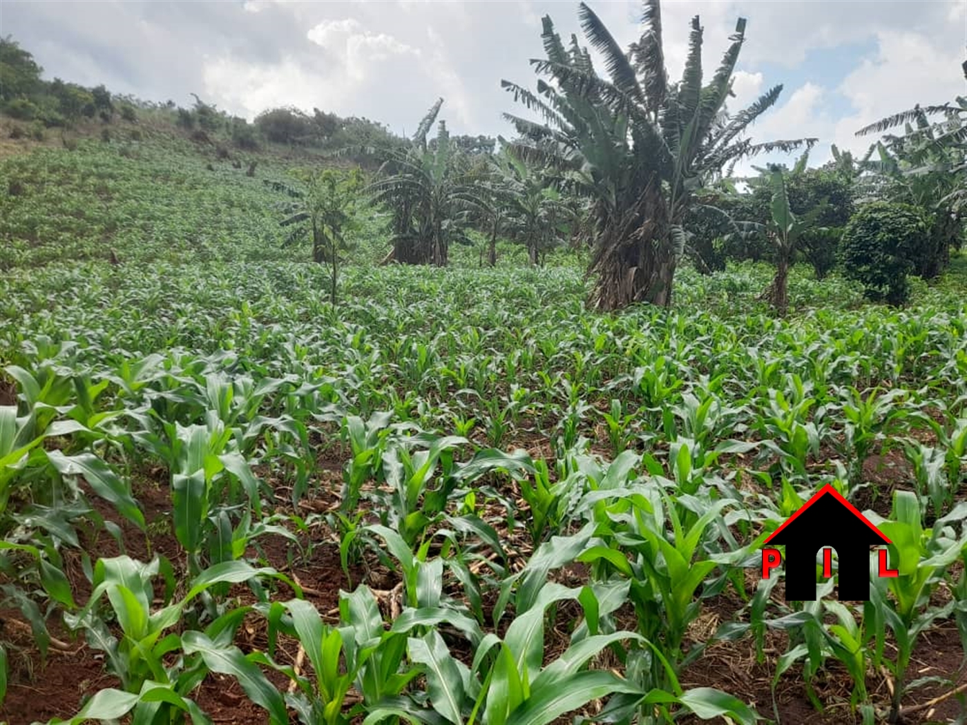 Agricultural Land for sale in Nakasekee Nakaseke