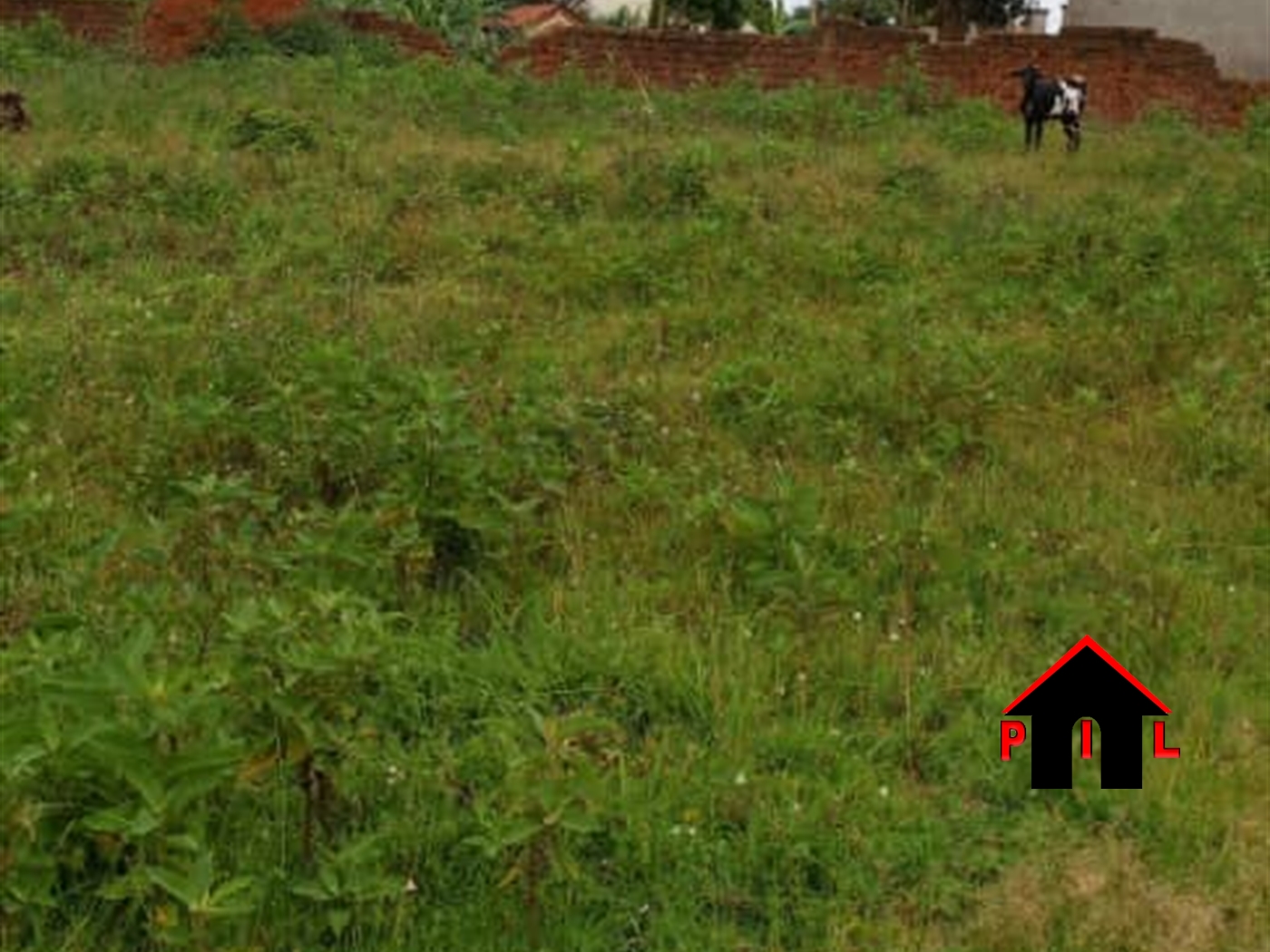 Commercial Land for sale in Zirobwee Luweero