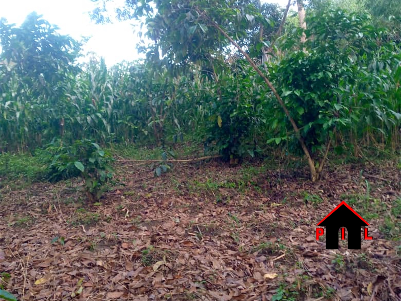 Commercial Land for sale in Kikonge Mityana