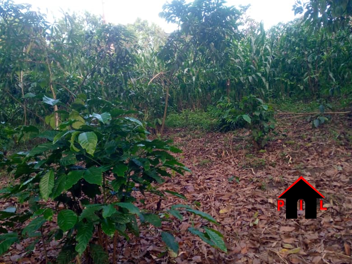 Commercial Land for sale in Kikonge Mityana