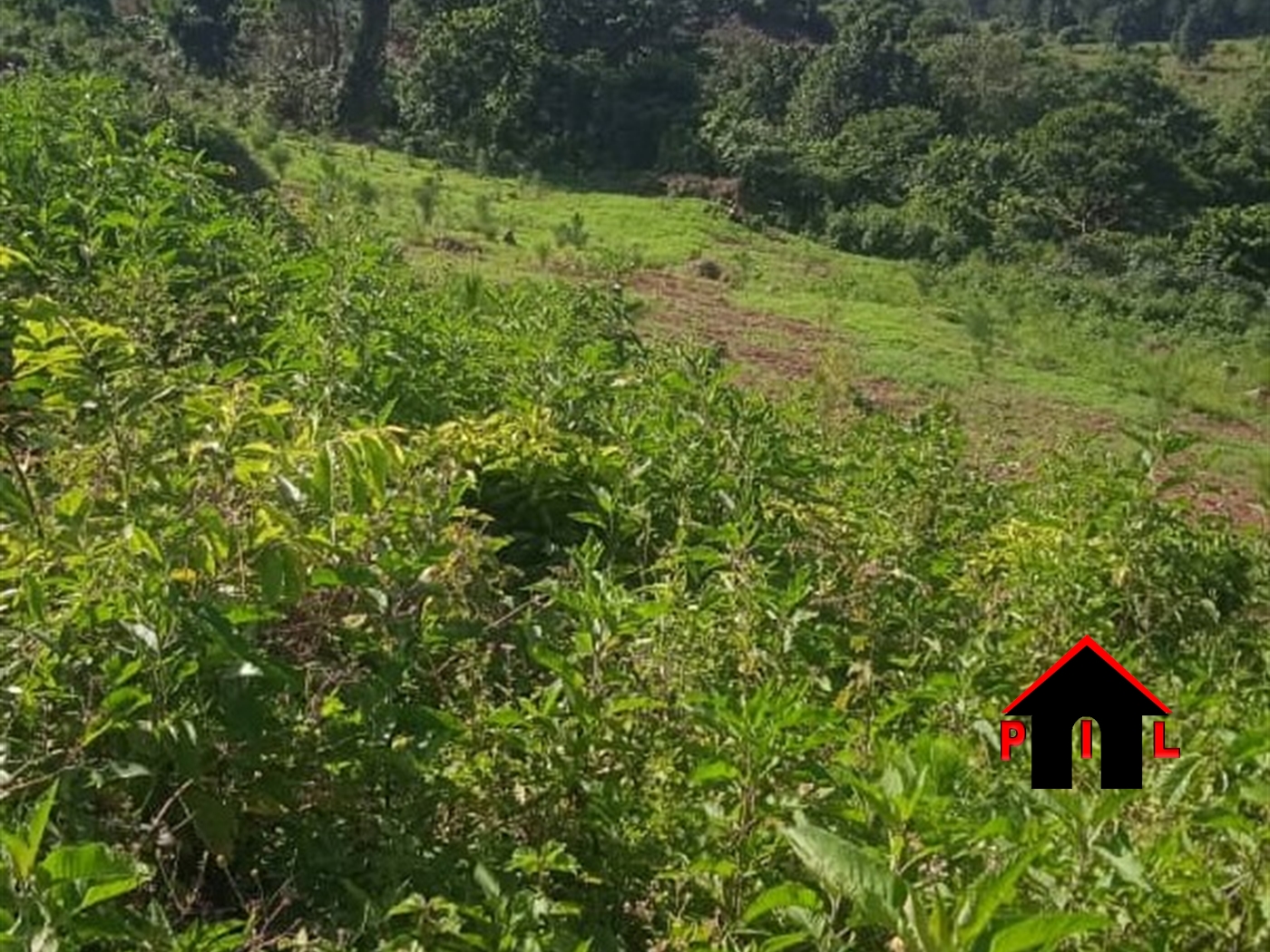 Agricultural Land for sale in Bukaya Buyikwe