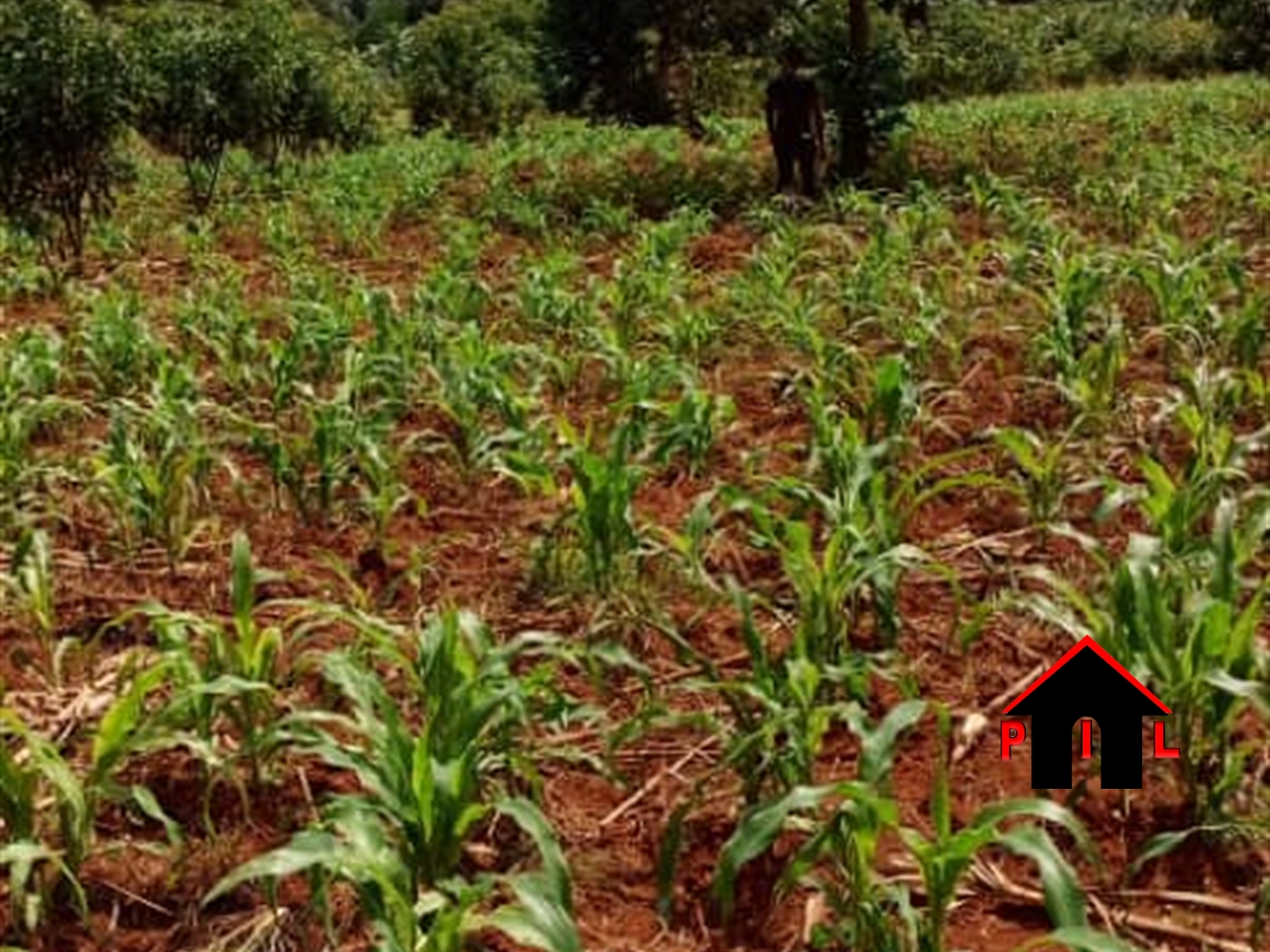 Residential Land for sale in Kyagalanyi Mpigi