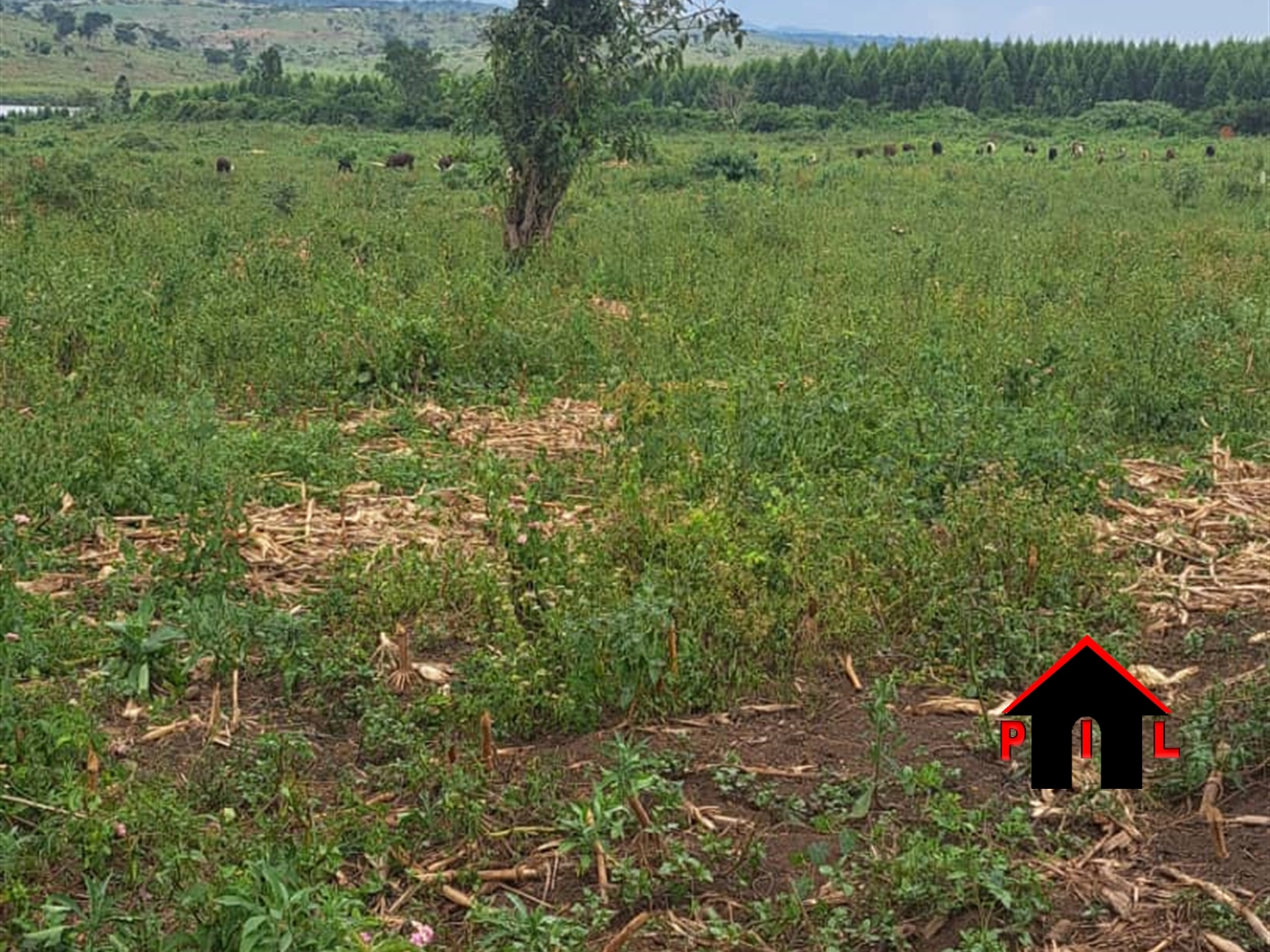 Commercial Land for sale in Nakasekee Nakaseke