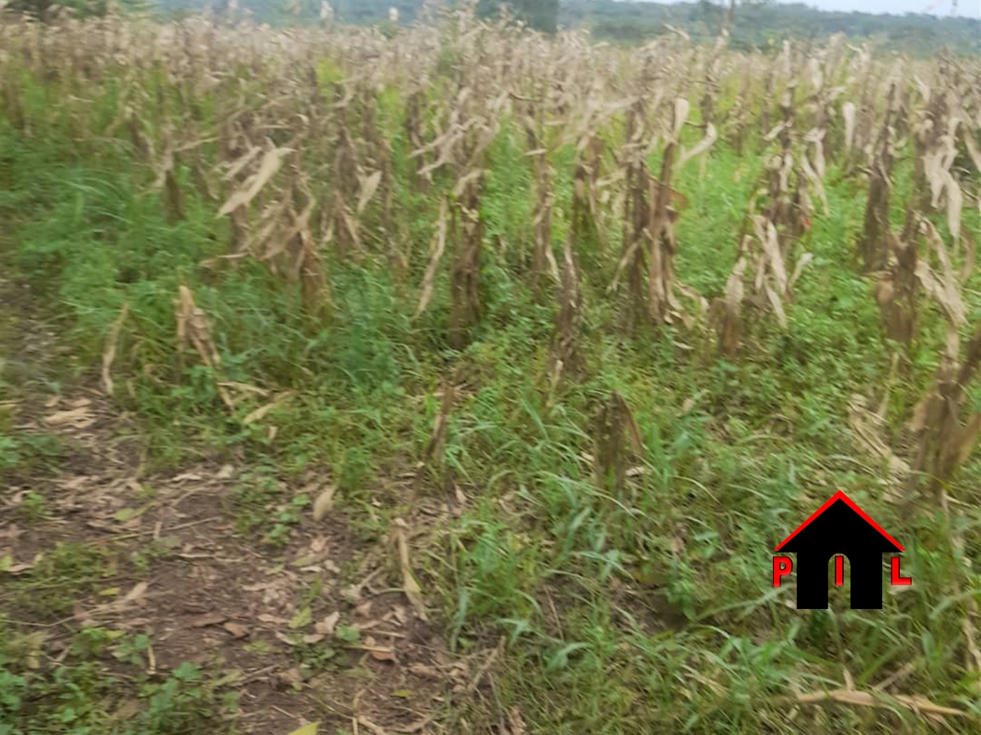 Agricultural Land for sale in Kapeeka Nakaseke