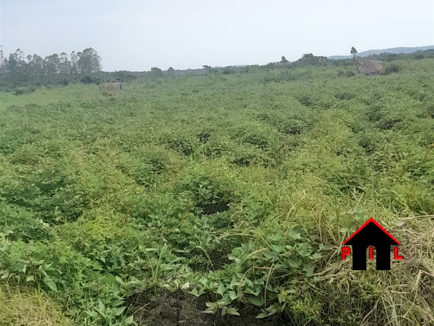 Agricultural Land for sale in Kapeeka Nakaseke