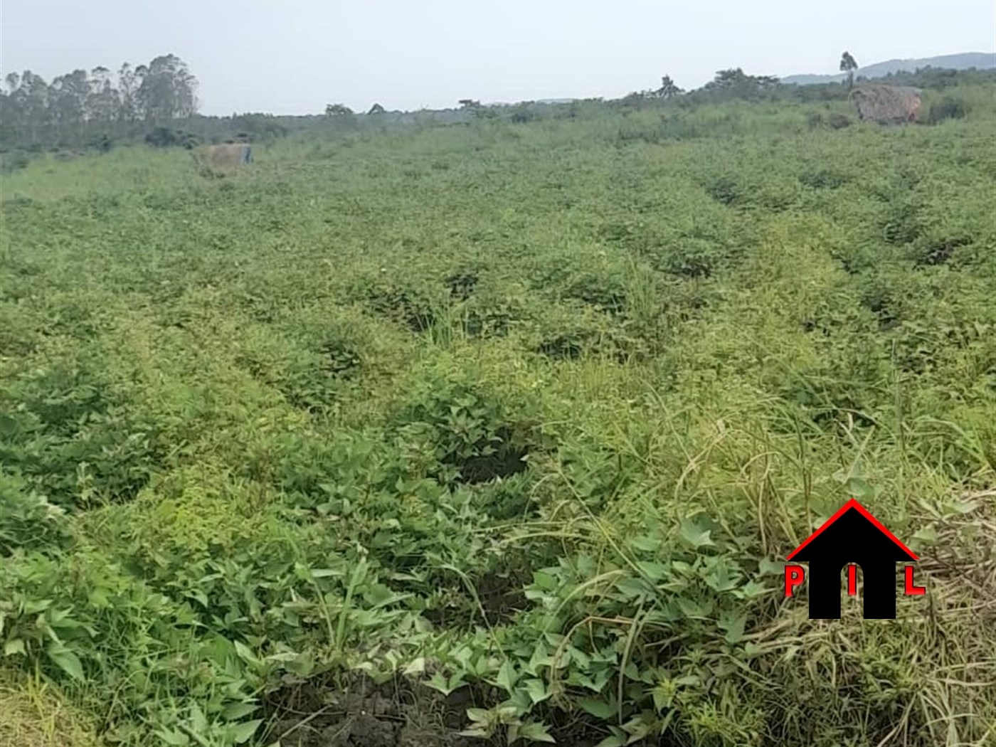 Agricultural Land for sale in Kapeeka Nakaseke