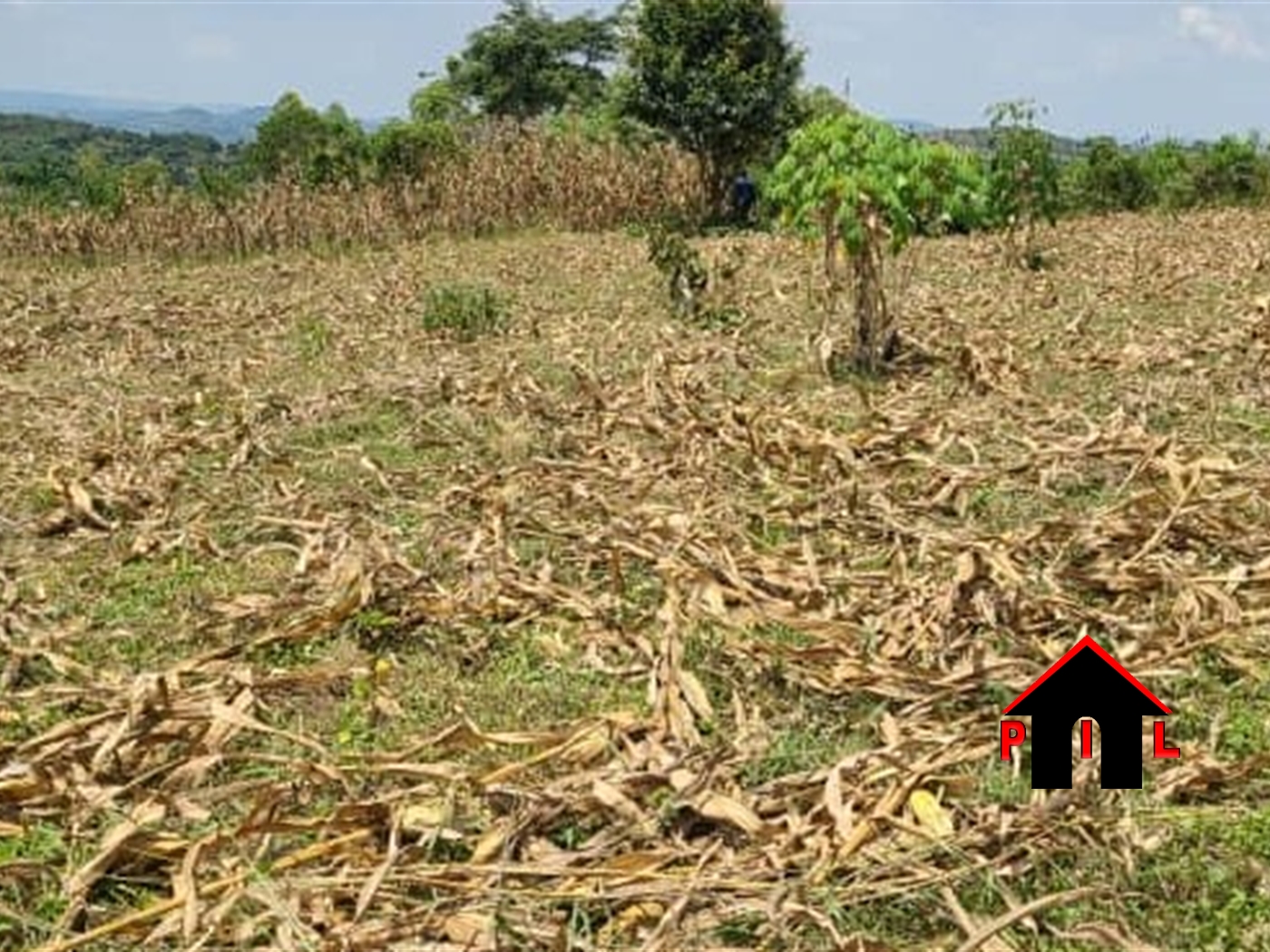 Agricultural Land for sale in Lubari Kasanda