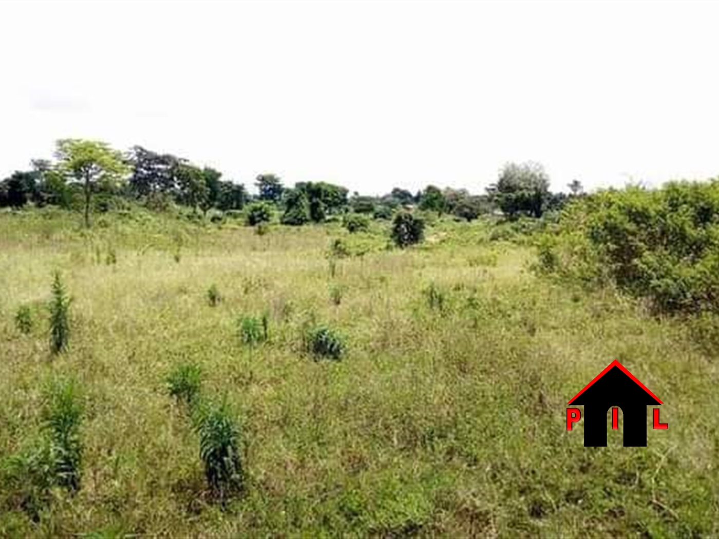 Agricultural Land for rent in Buwaya Mayuge