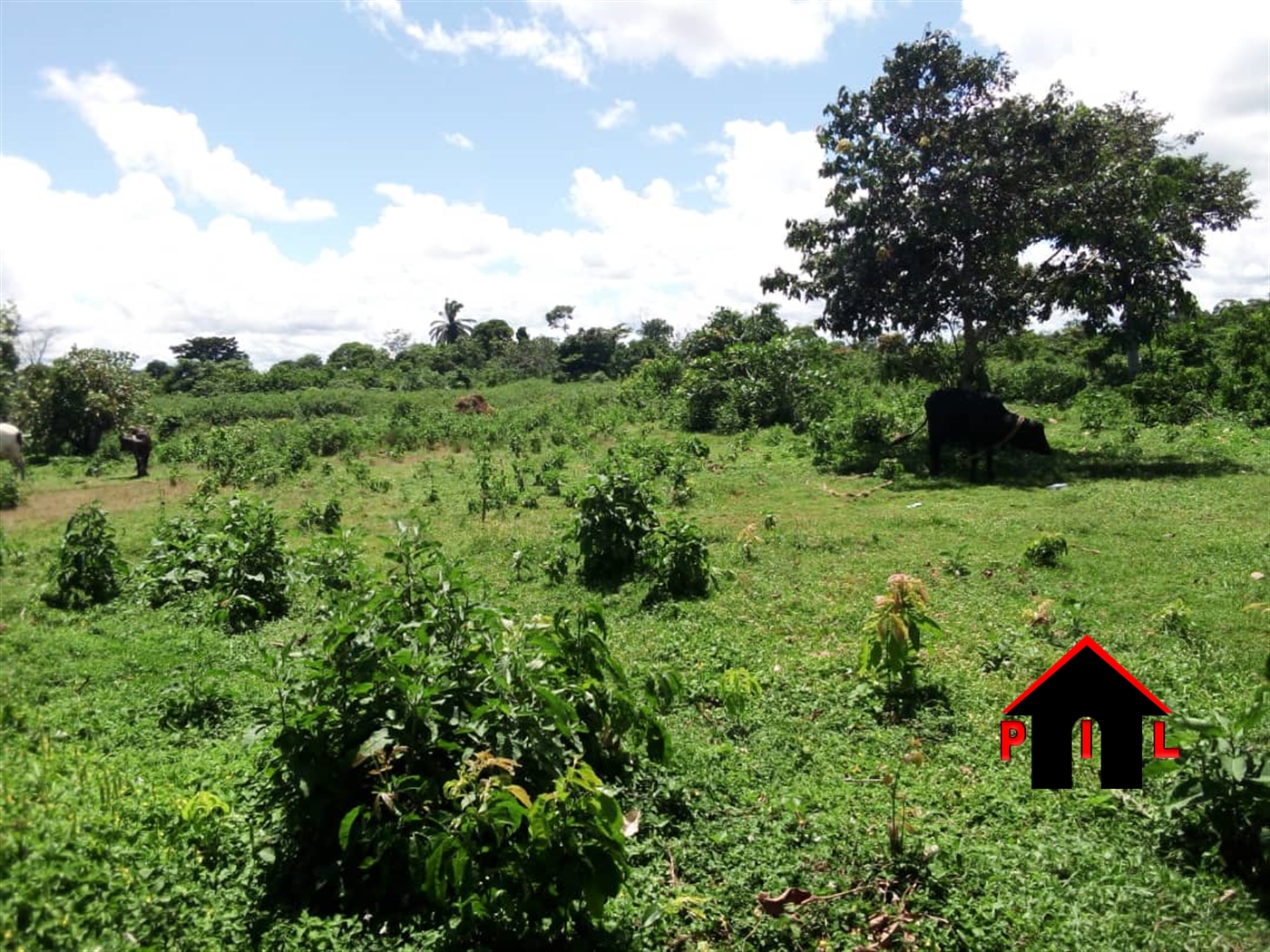 Commercial Land for sale in Busiro Wakiso