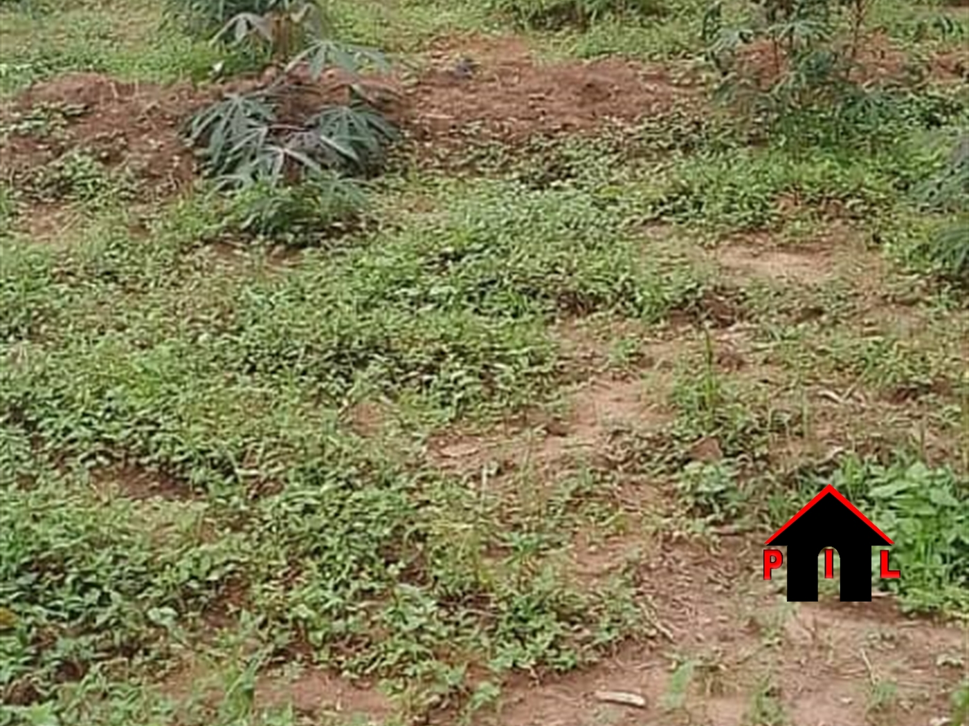 Farm for sale in Busiro Wakiso