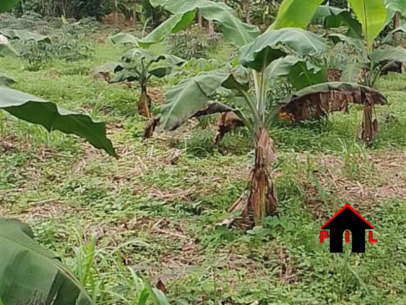 Farm for sale in Busiro Wakiso