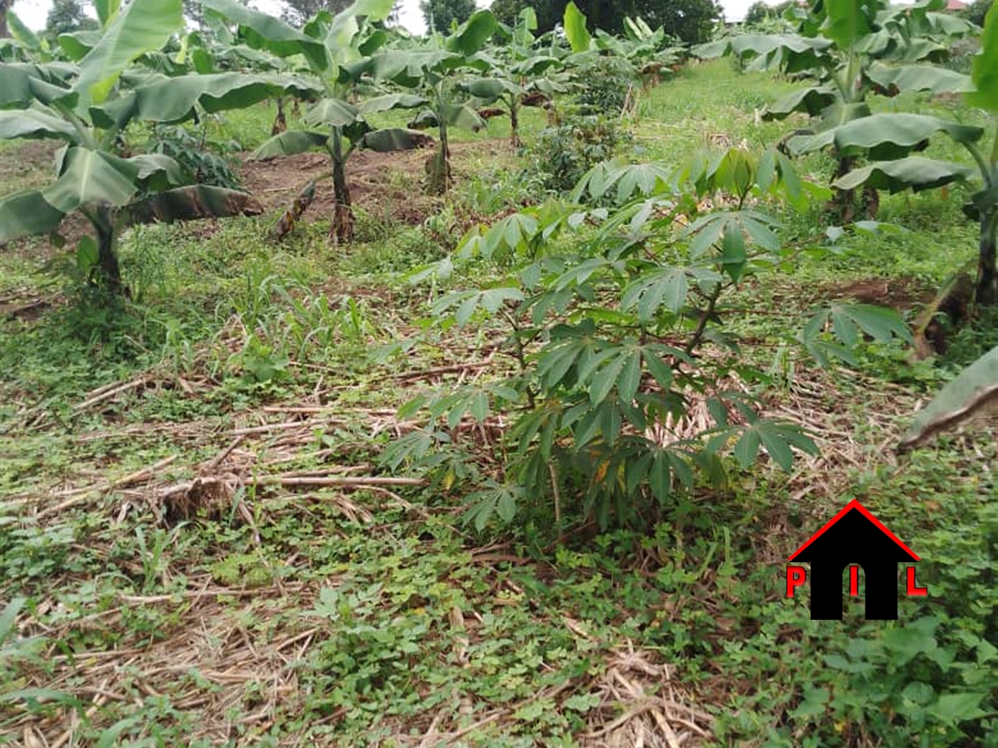 Farm for sale in Busiro Wakiso