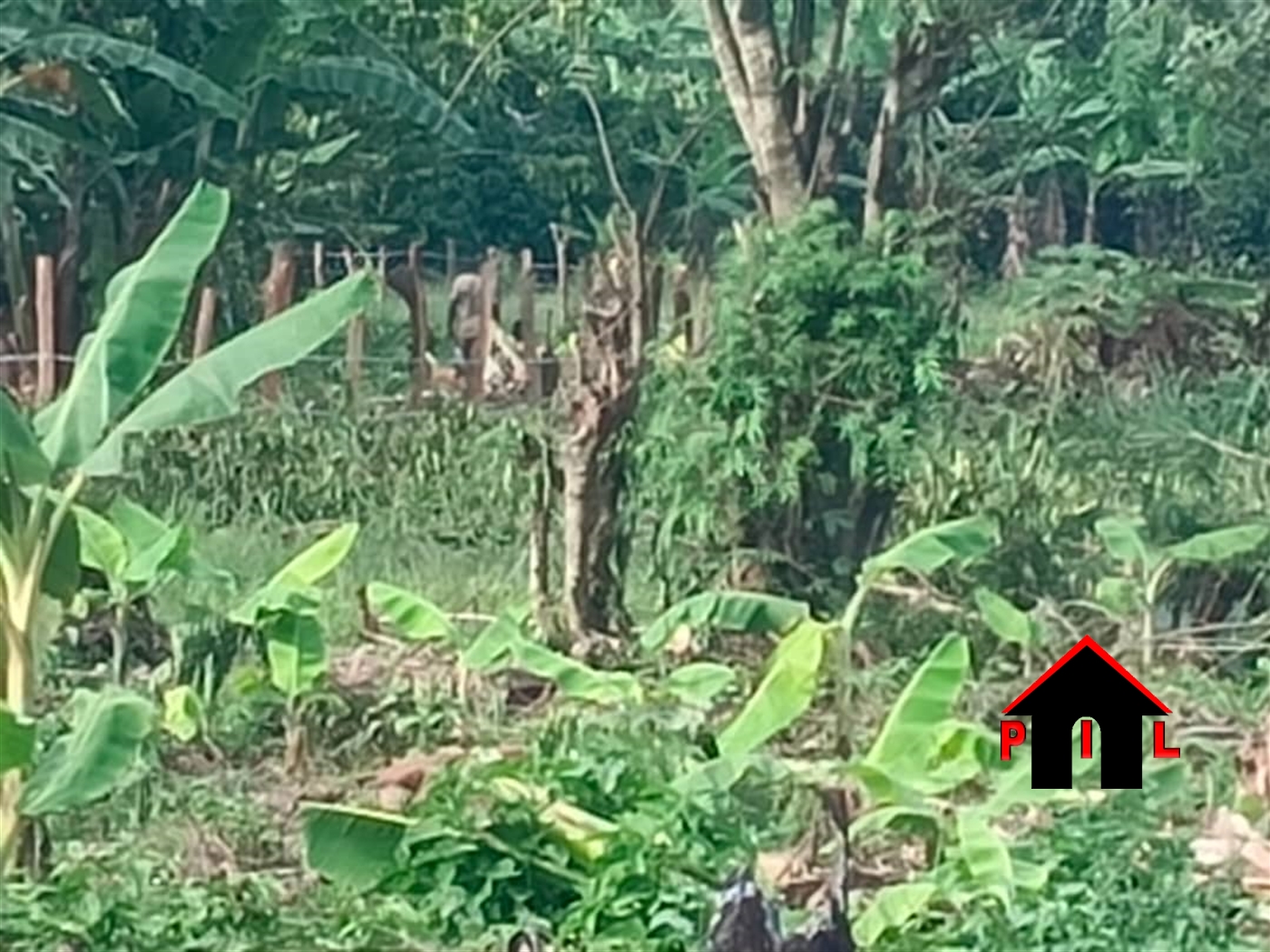 Agricultural Land for sale in Kasana Luweero