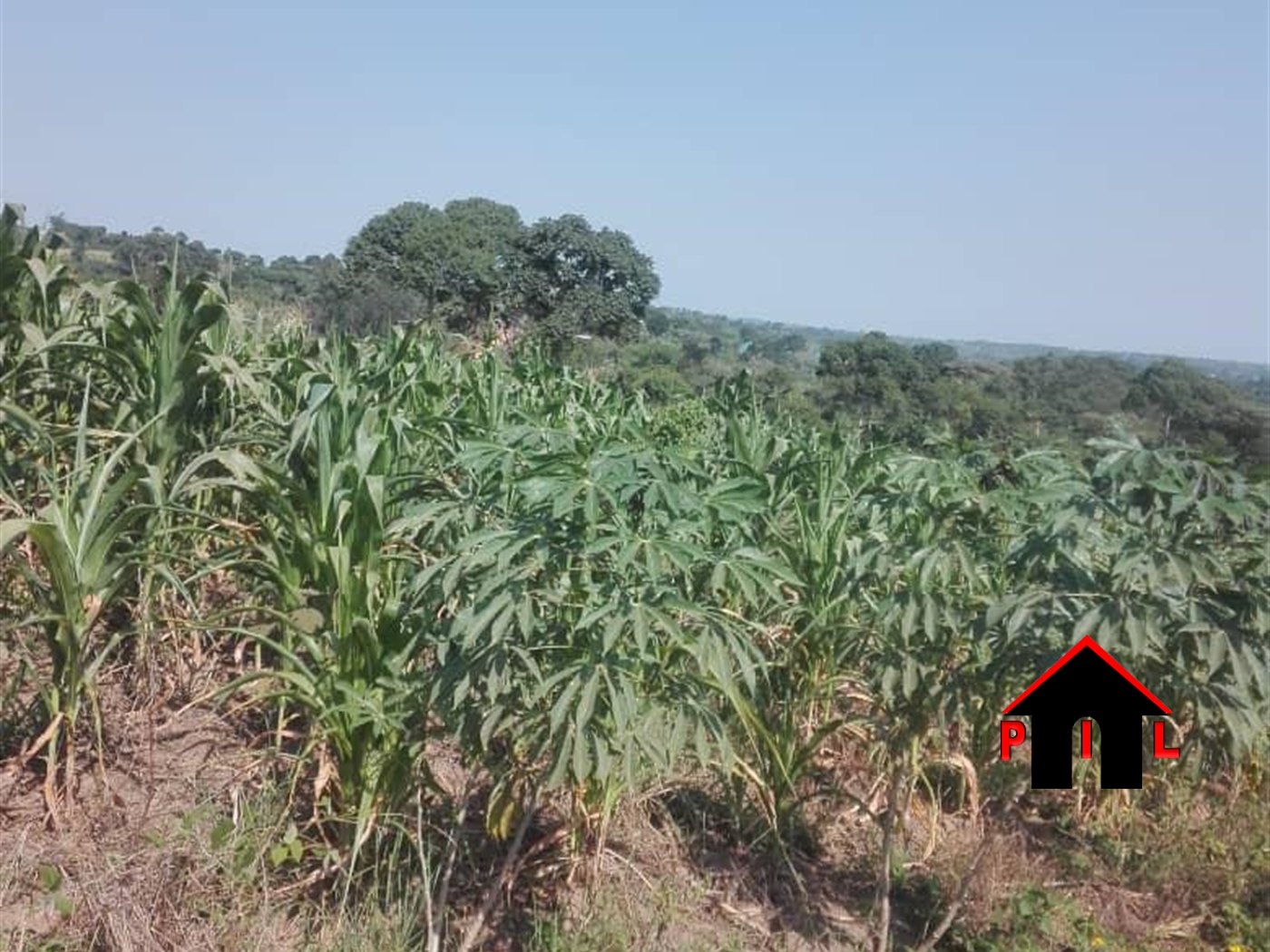 Commercial Land for sale in Masakatwn Nakasongola