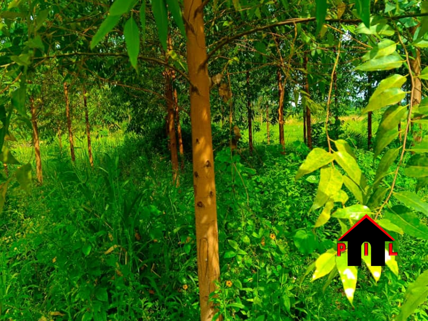 Commercial Land for sale in Zirobwee Luweero