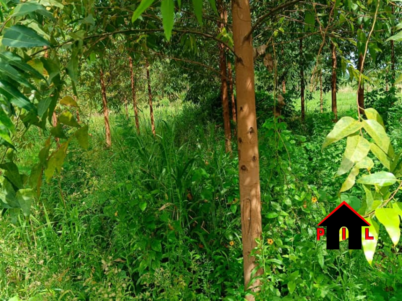 Commercial Land for sale in Zirobwee Luweero