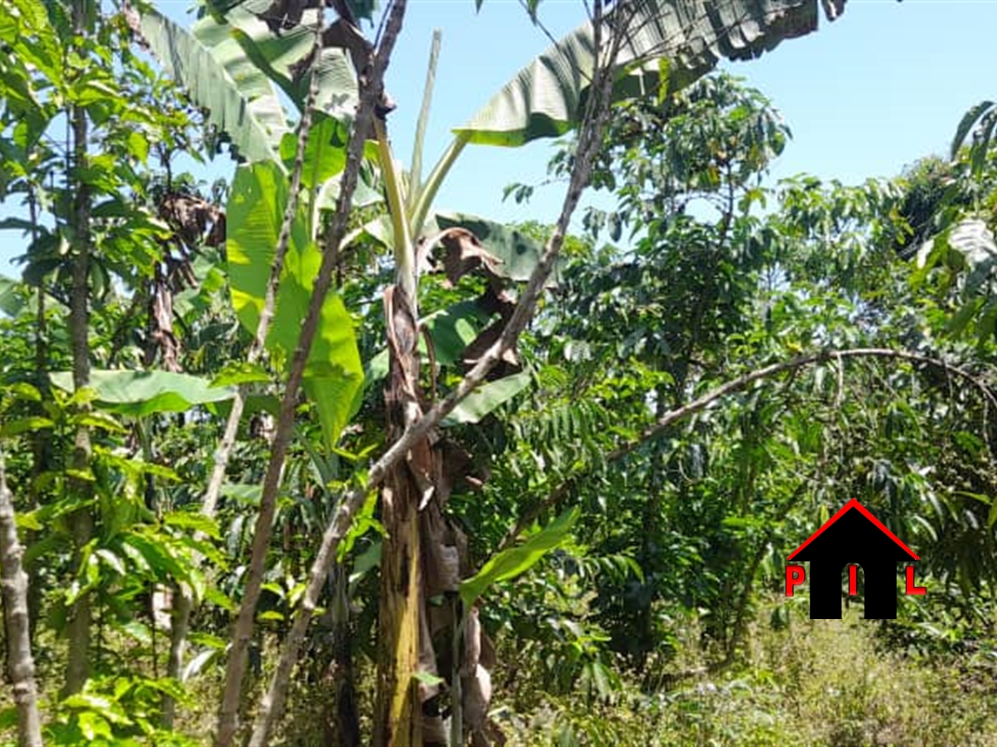 Commercial Land for sale in Kibukuta Mpigi