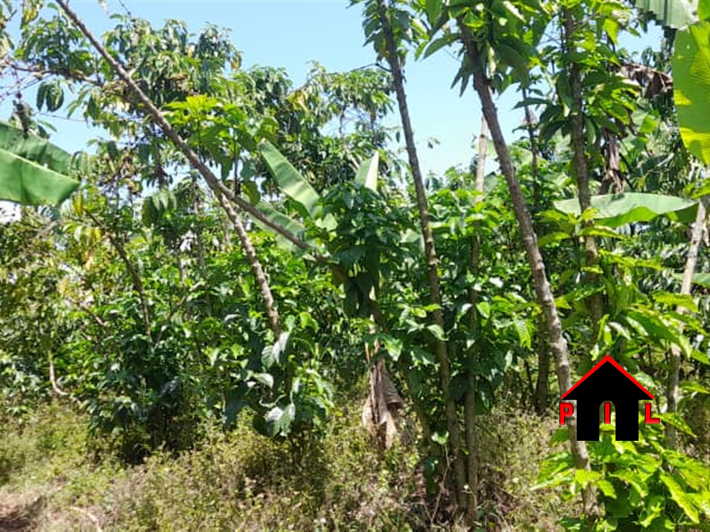 Commercial Land for sale in Kibukuta Mpigi