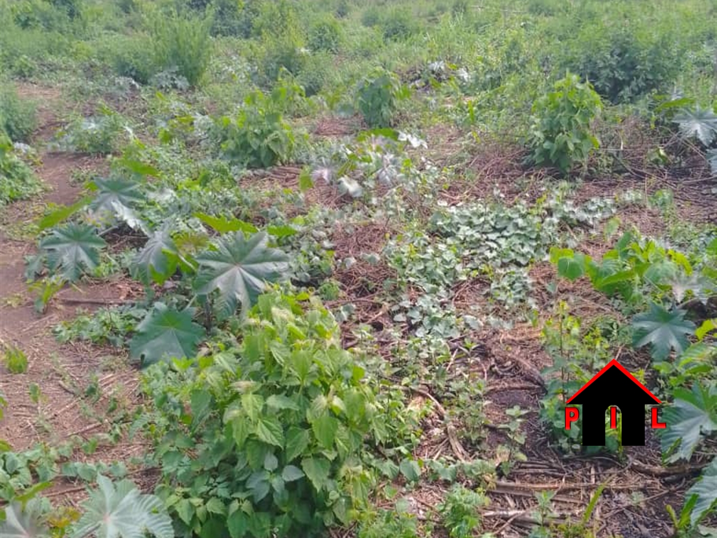 Agricultural Land for sale in Rwamparra Mbarara