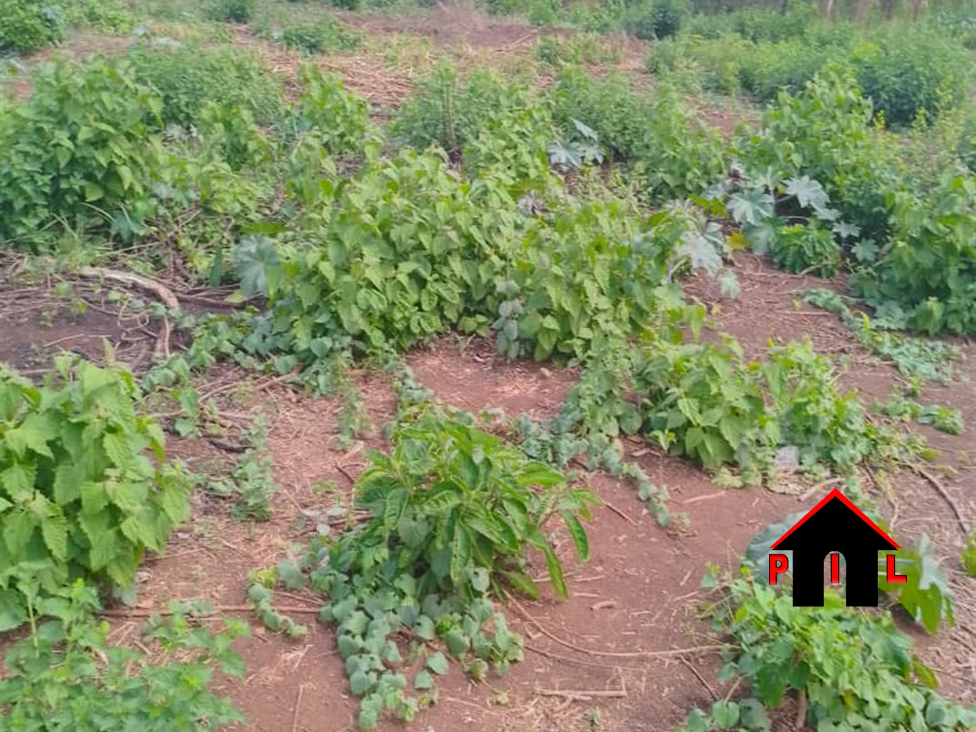 Agricultural Land for sale in Rwamparra Mbarara