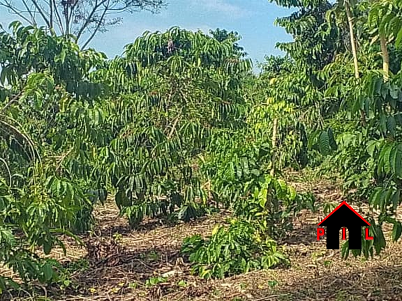 Agricultural Land for sale in Ndejje Luweero