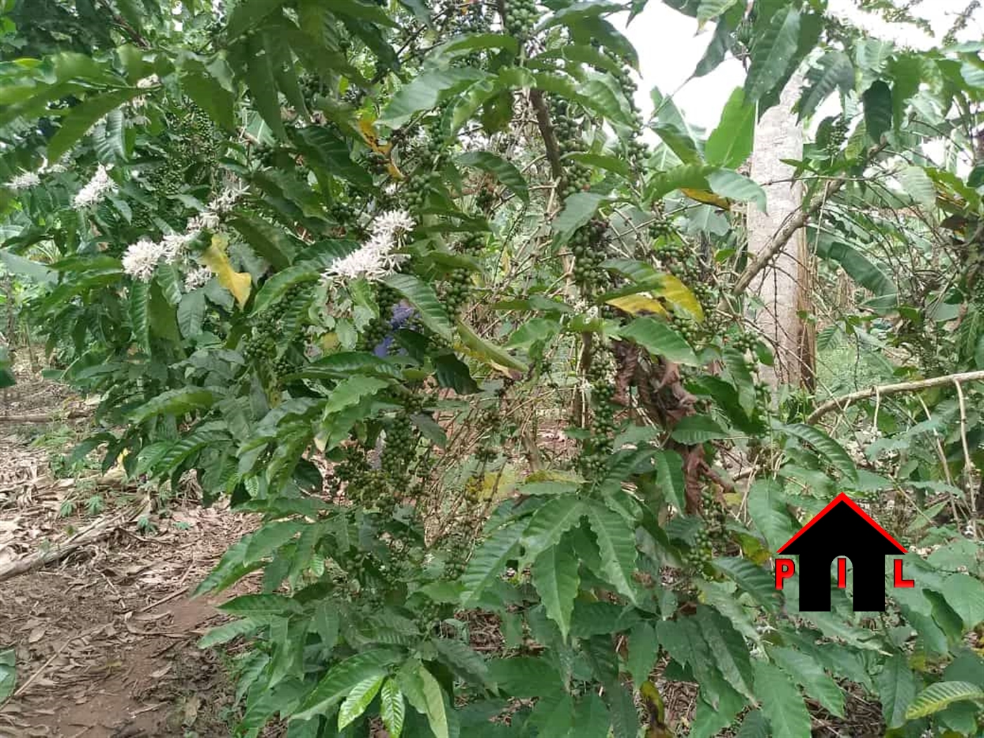 Residential Land for sale in Matugga Wakiso