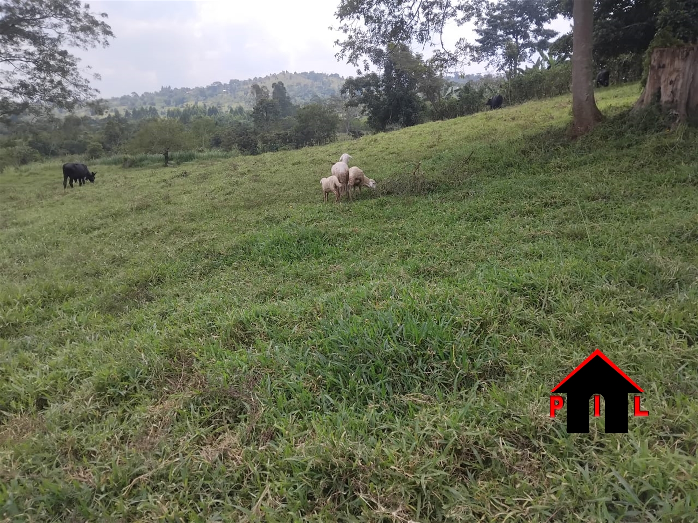 Commercial Land for sale in Ndejje Luweero