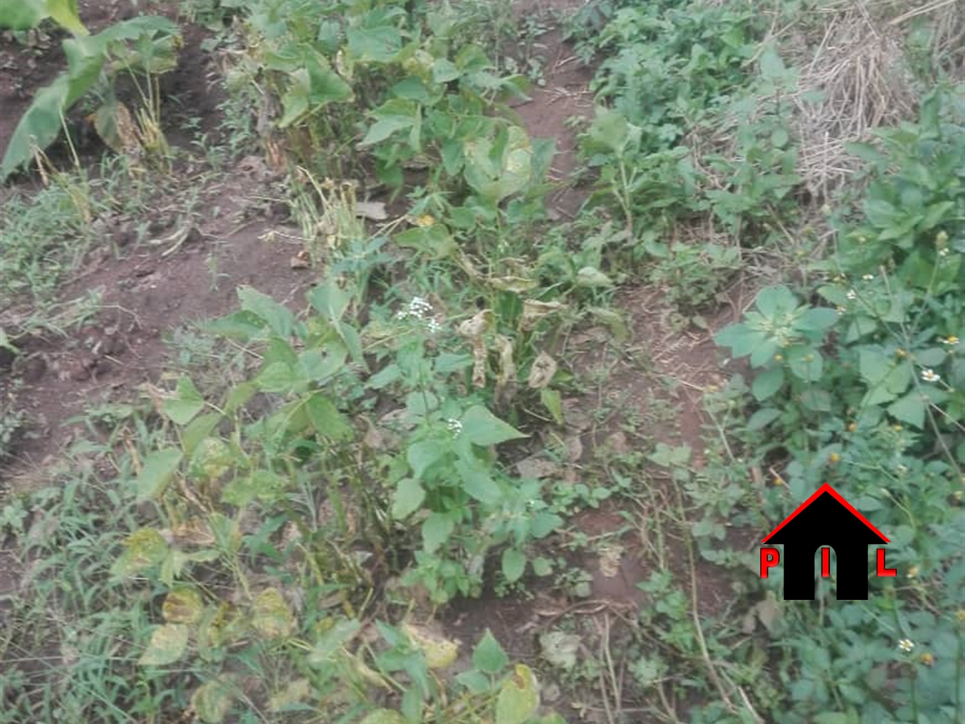 Residential Land for sale in Wobulenzi Luweero