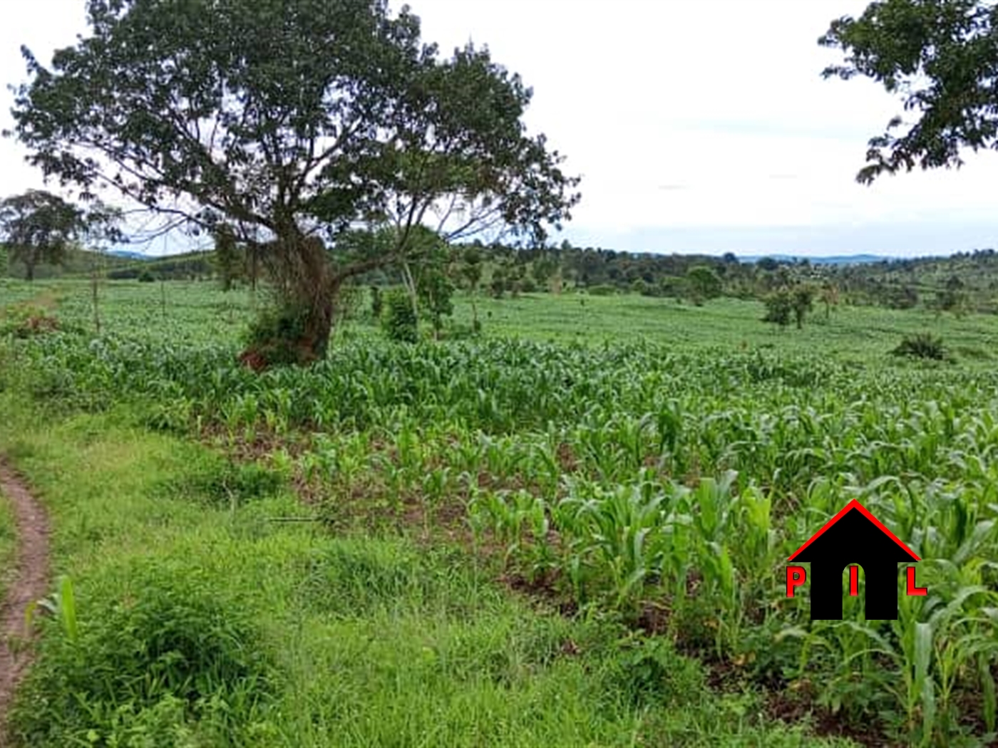 Agricultural Land for sale in Kyenda Mubende