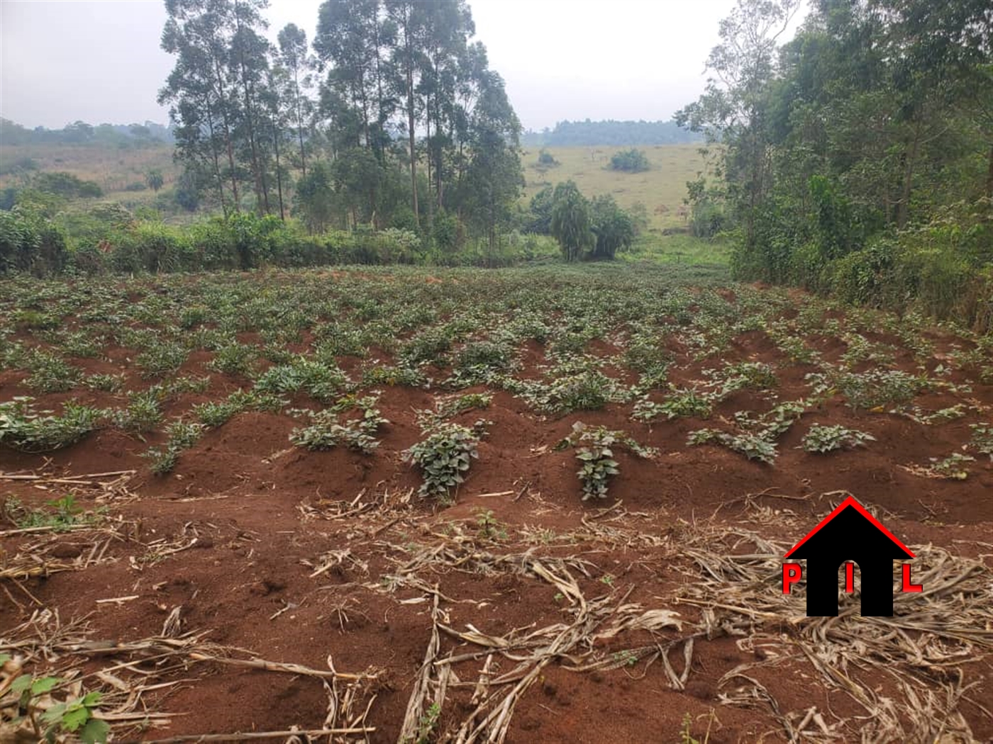 Agricultural Land for sale in Kyenjojotwn Kyenjojo