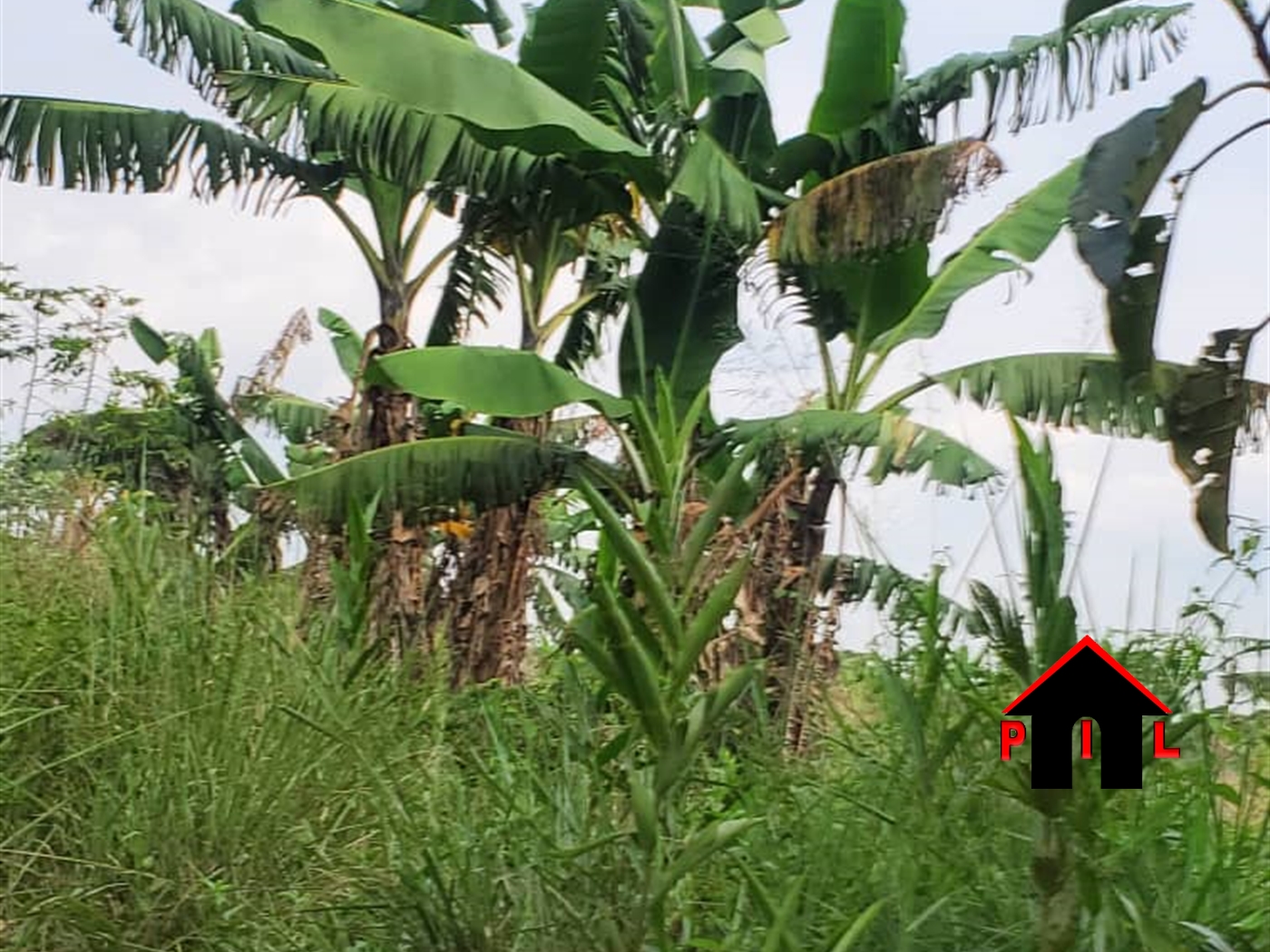 Agricultural Land for sale in Kakooge Nakasongola